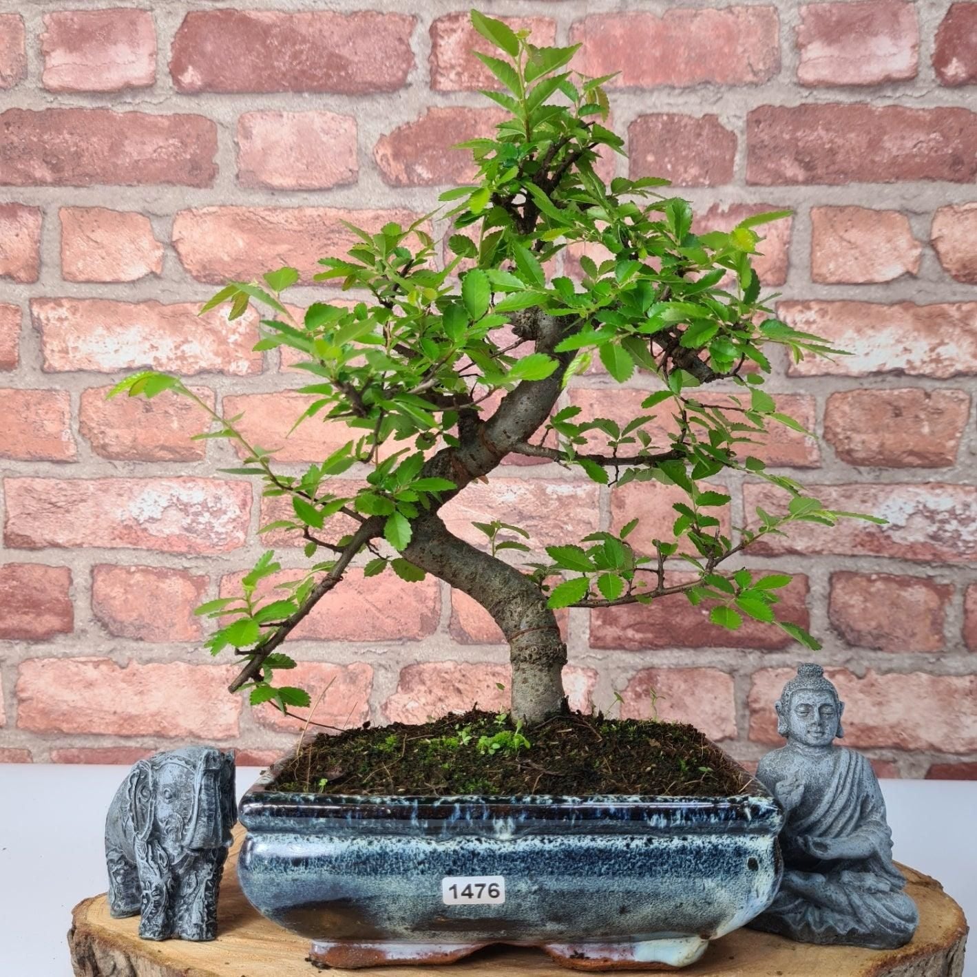 Chinese Elm (Ulmus Parvifolia) Bonsai Tree | Shaped | In 20cm Pot S25882