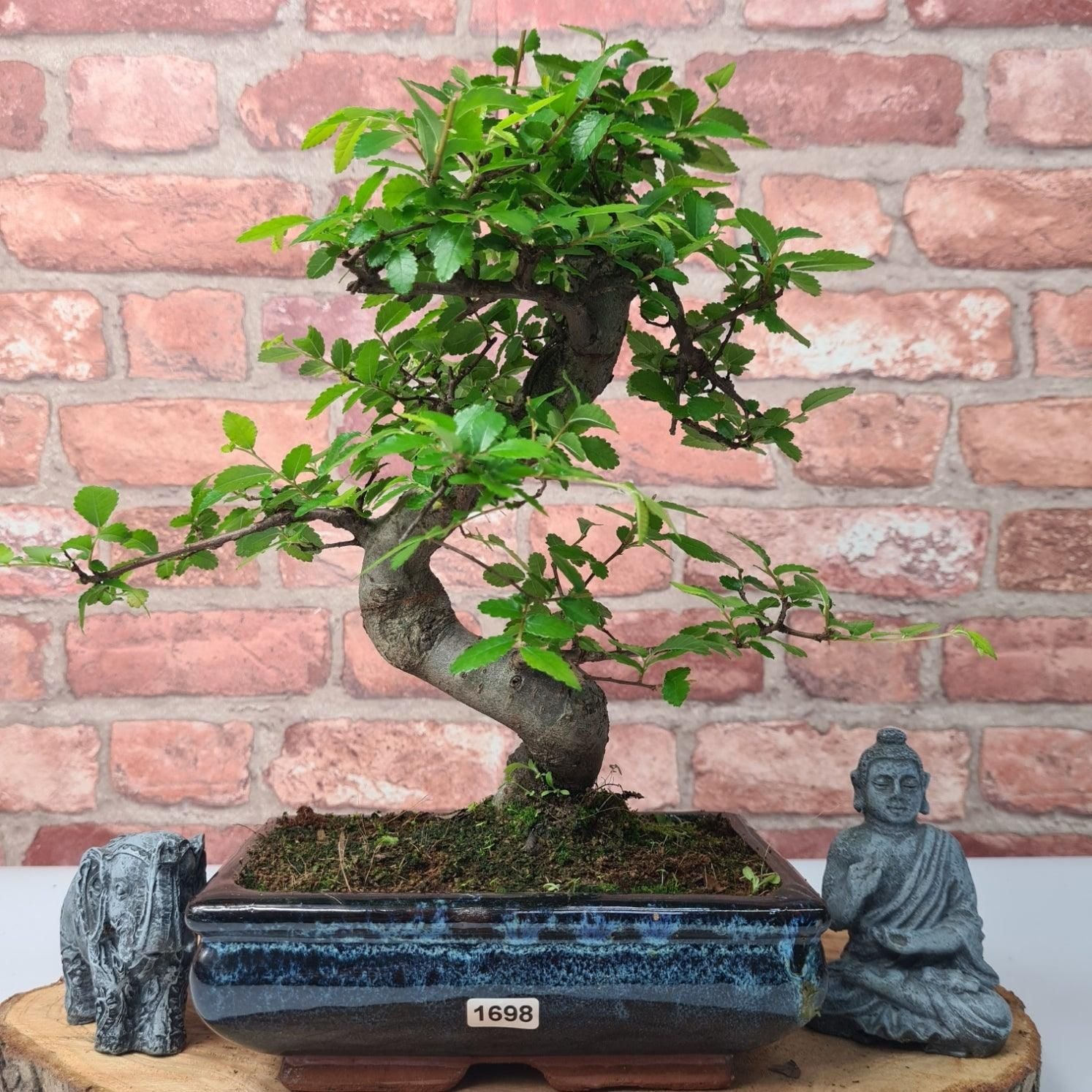 Chinese Elm (Ulmus Parvifolia) Bonsai Tree | Shaped | In 20cm Pot S25882