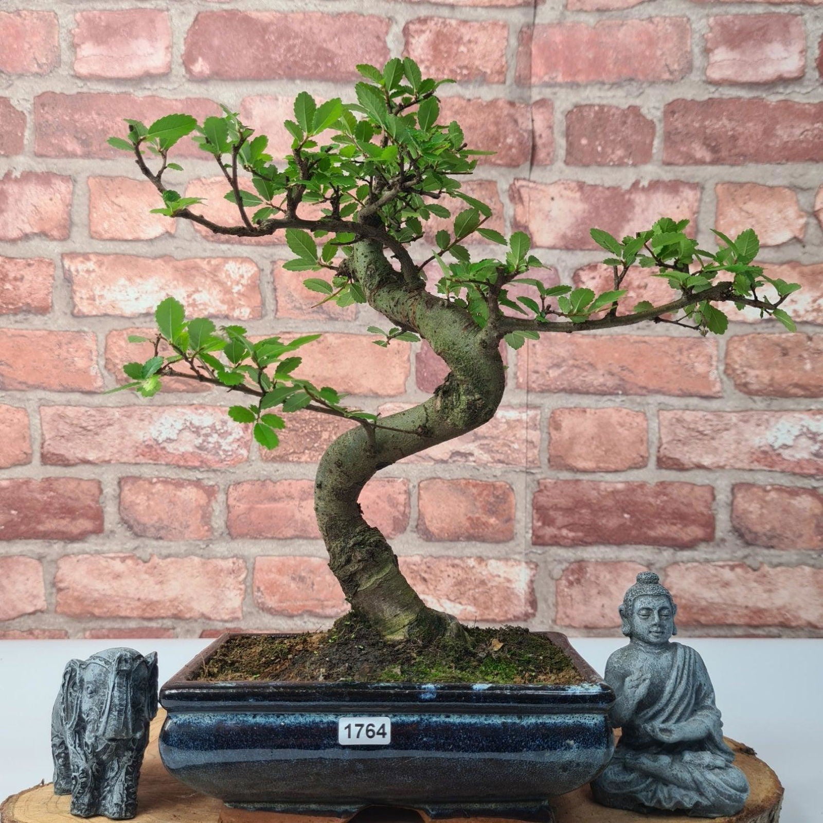 Chinese Elm (Ulmus Parvifolia) Bonsai Tree | Shaped | In 20cm Pot S25882