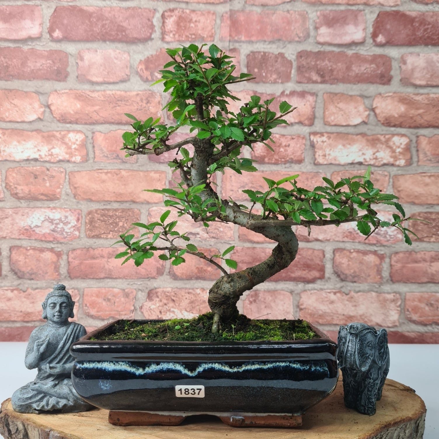 Chinese Elm (Ulmus Parvifolia) Bonsai Tree | Shaped | In 20cm Pot S25882