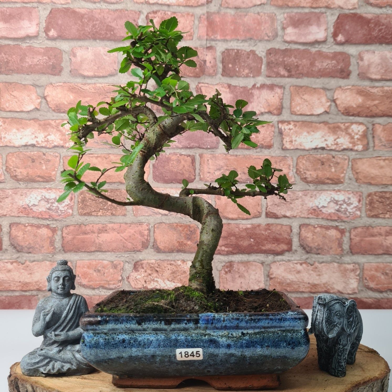 Chinese Elm (Ulmus Parvifolia) Bonsai Tree | Shaped | In 20cm Pot S25882