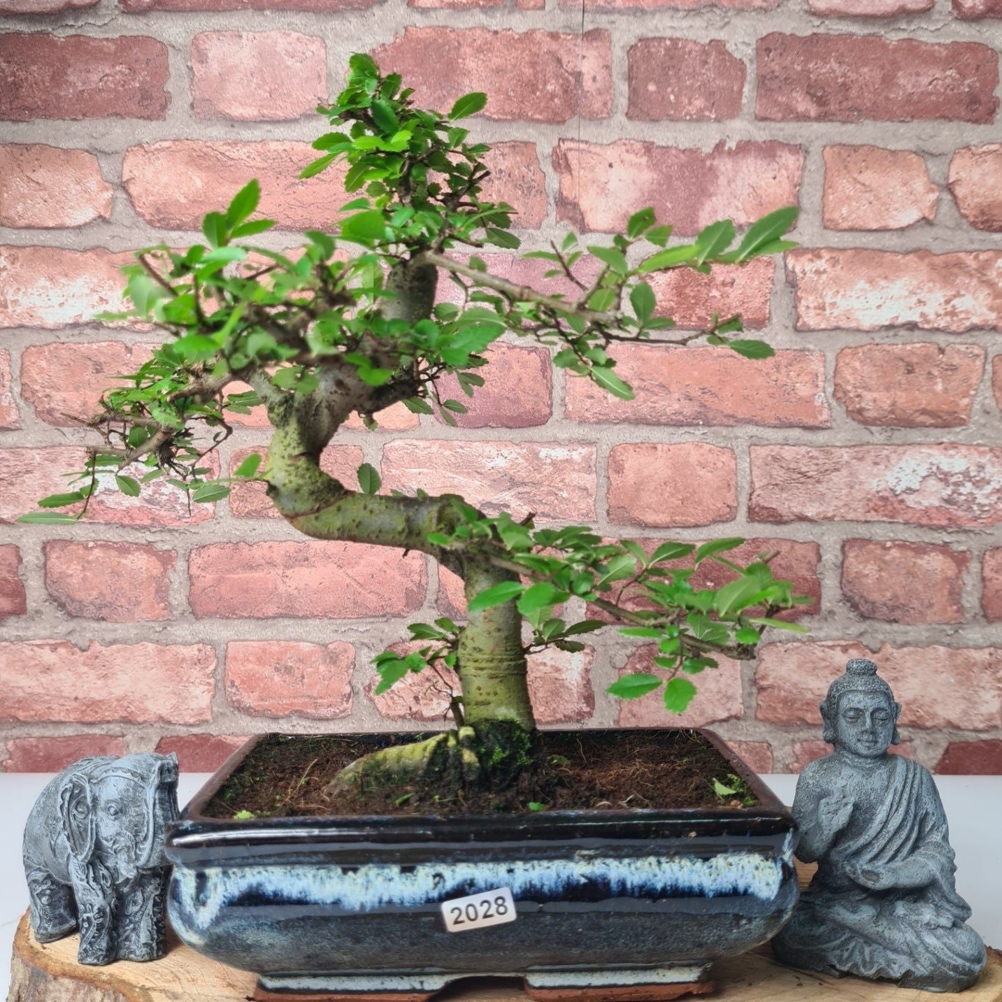 Chinese Elm (Ulmus Parvifolia) Bonsai Tree | Shaped | In 20cm Pot S25882