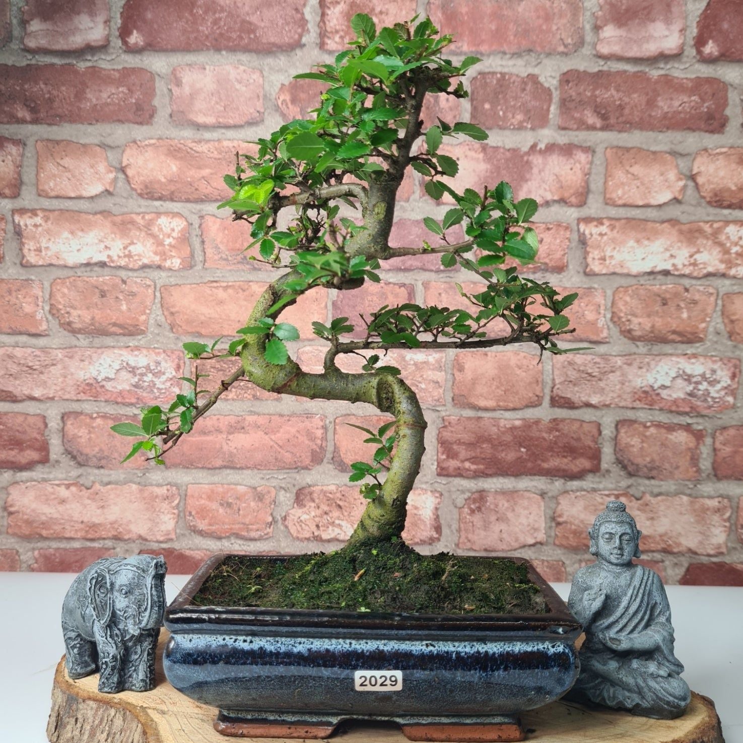 Chinese Elm (Ulmus Parvifolia) Bonsai Tree | Shaped | In 20cm Pot S25882