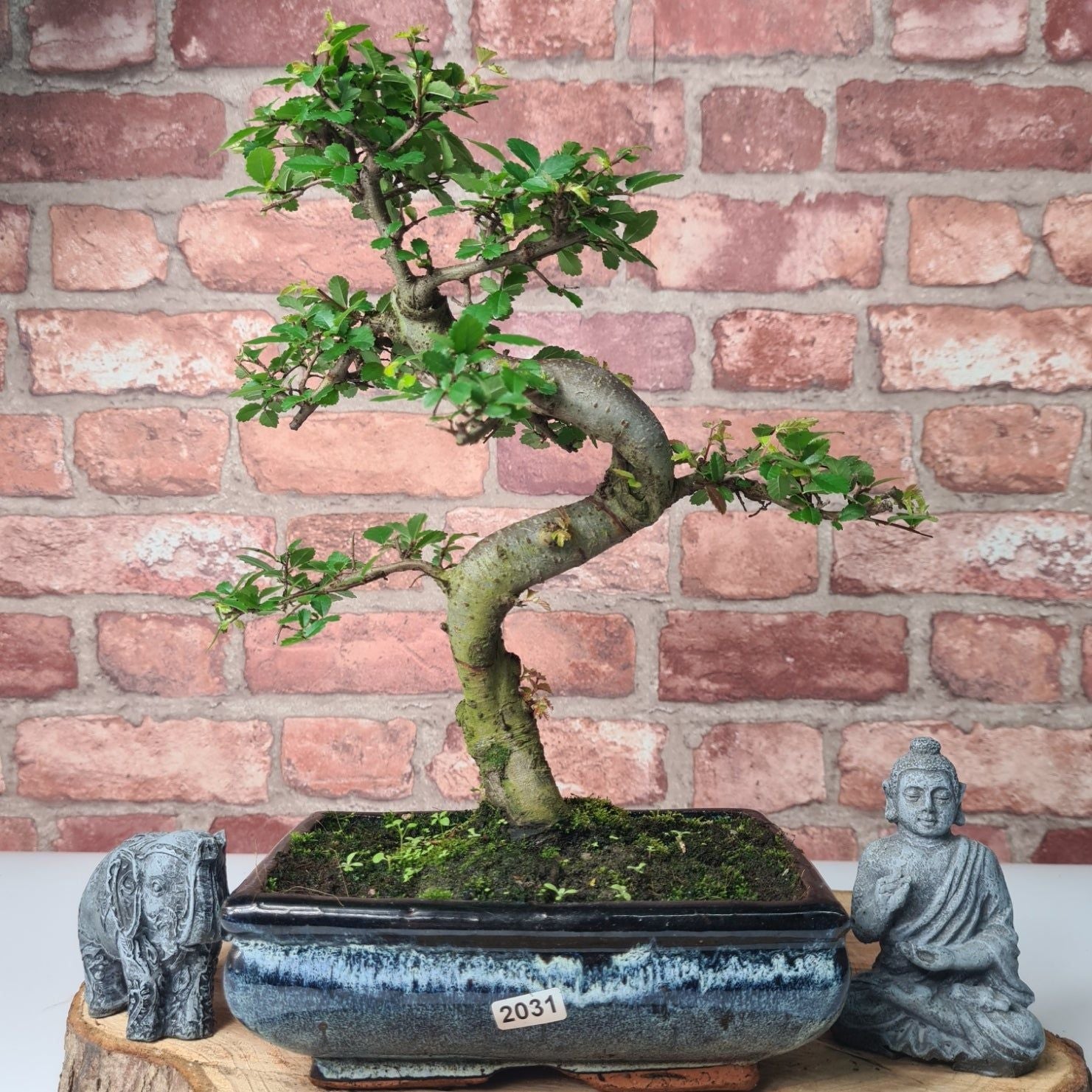 Chinese Elm (Ulmus Parvifolia) Bonsai Tree | Shaped | In 20cm Pot S25882