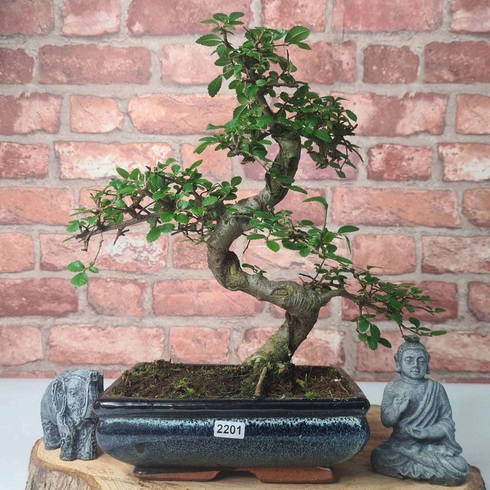 Chinese Elm (Ulmus Parvifolia) Bonsai Tree | Shaped | In 20cm Pot S25882