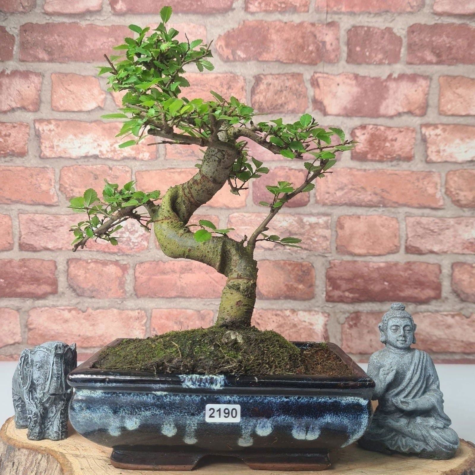 Chinese Elm (Ulmus Parvifolia) Bonsai Tree | Shaped | In 20cm Pot S25882