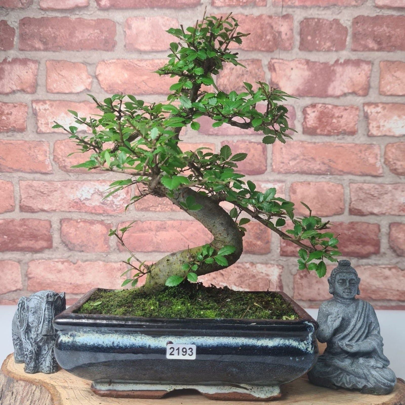 Chinese Elm (Ulmus Parvifolia) Bonsai Tree | Shaped | In 20cm Pot S25882
