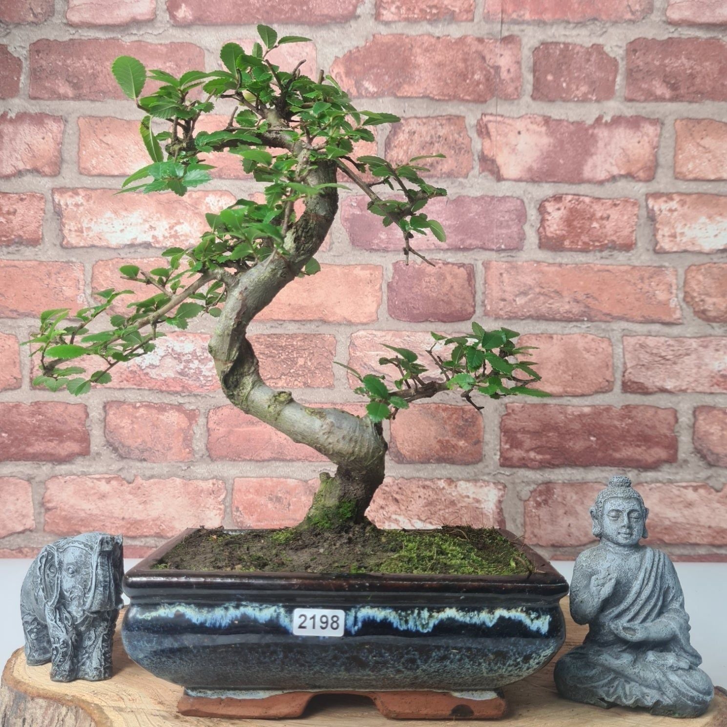 Chinese Elm (Ulmus Parvifolia) Bonsai Tree | Shaped | In 20cm Pot S25882