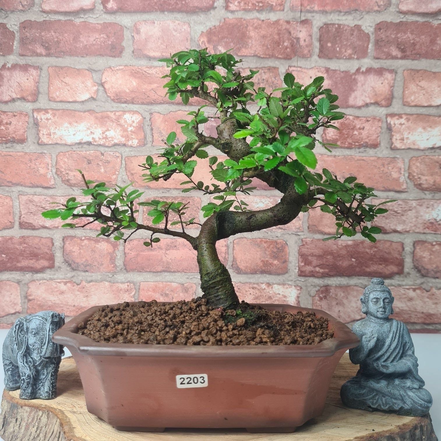 Chinese Elm (Ulmus Parvifolia) Bonsai Tree | Shaped | In 20cm Pot S25882