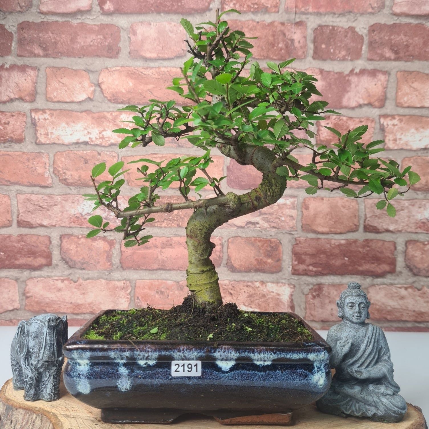 Chinese Elm (Ulmus Parvifolia) Bonsai Tree | Shaped | In 20cm Pot S25882