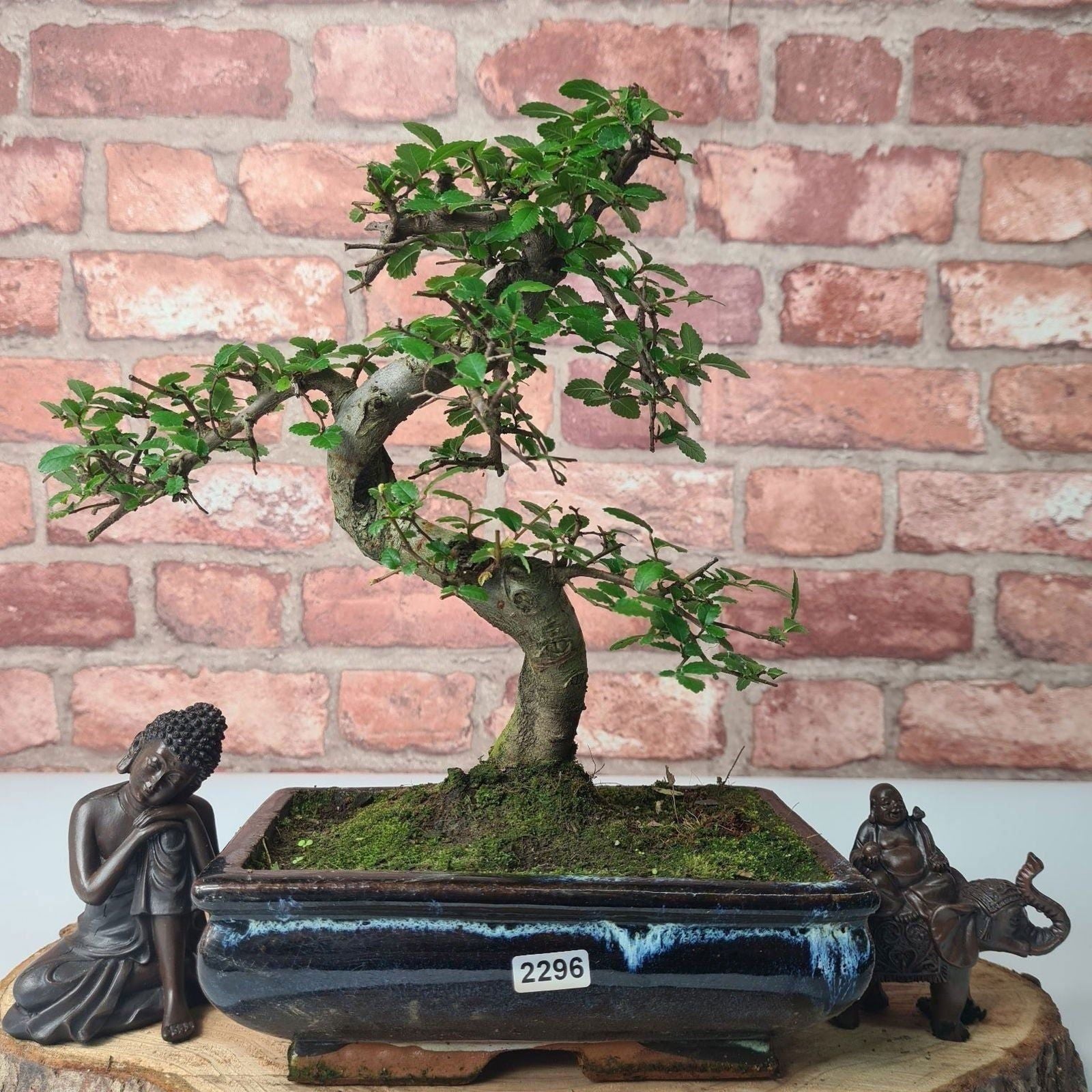 Chinese Elm (Ulmus Parvifolia) Bonsai Tree | Shaped | In 20cm Pot S25882