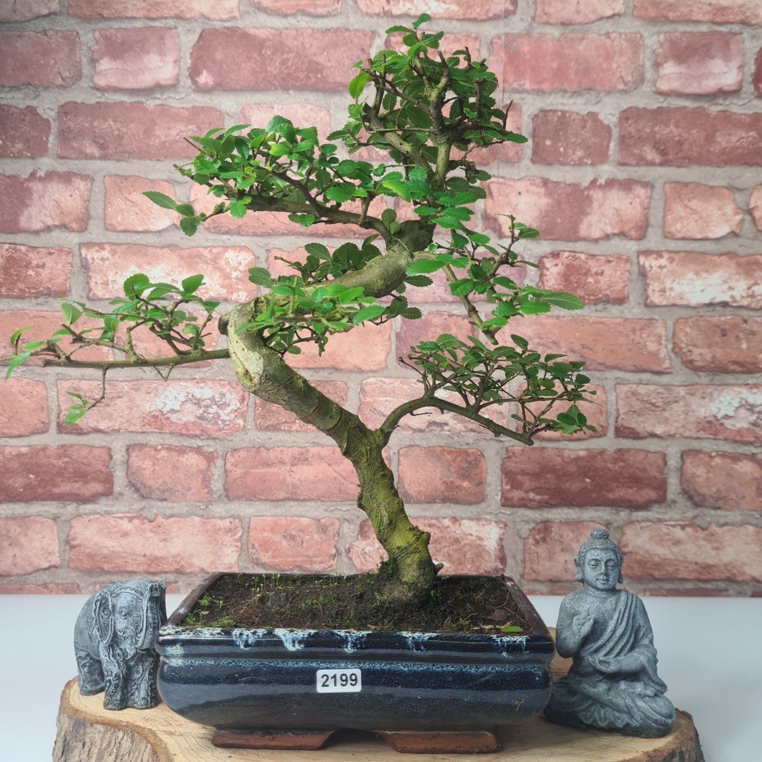 Chinese Elm (Ulmus Parvifolia) Bonsai Tree | Shaped | In 20cm Pot S25882