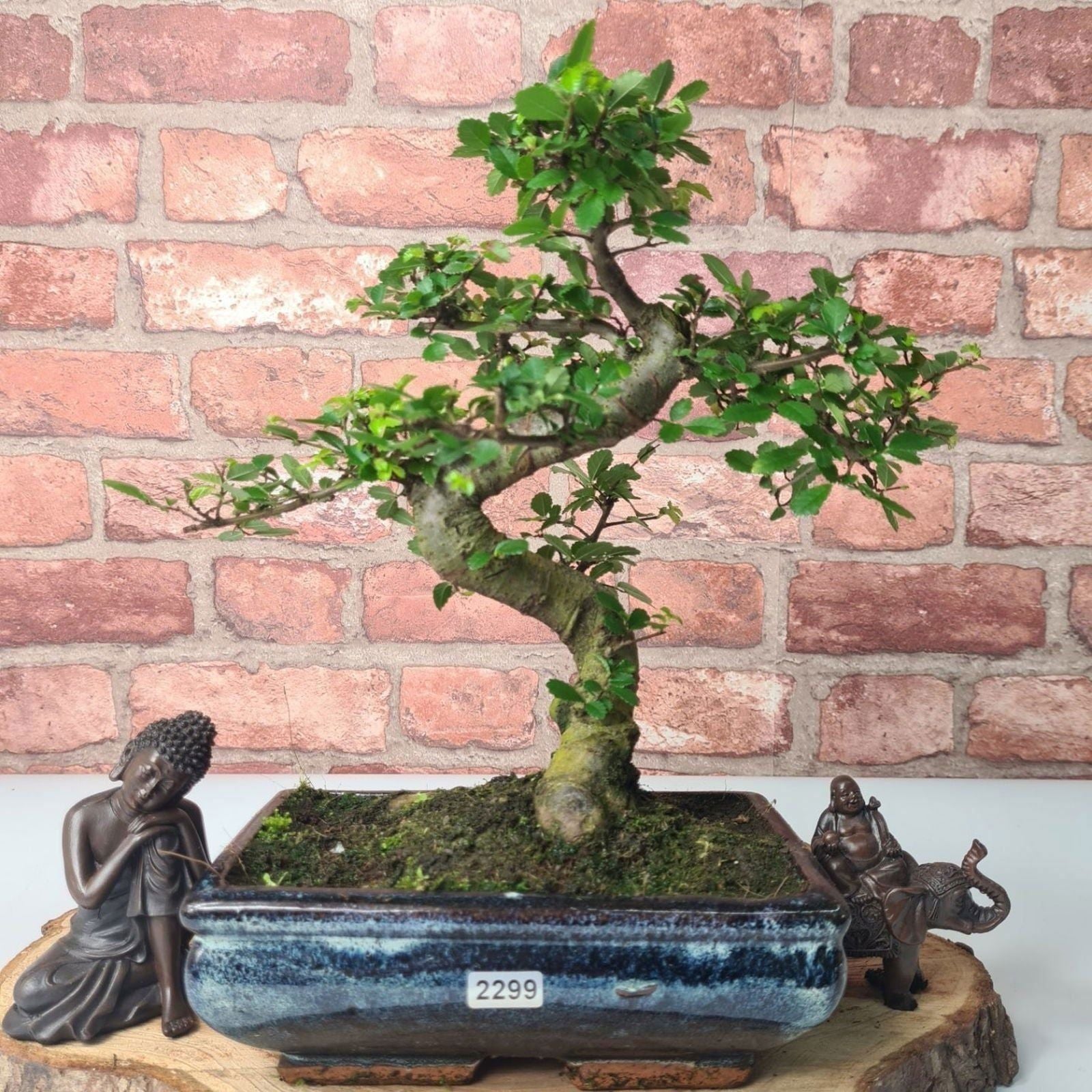 Chinese Elm (Ulmus Parvifolia) Bonsai Tree | Shaped | In 20cm Pot S25882