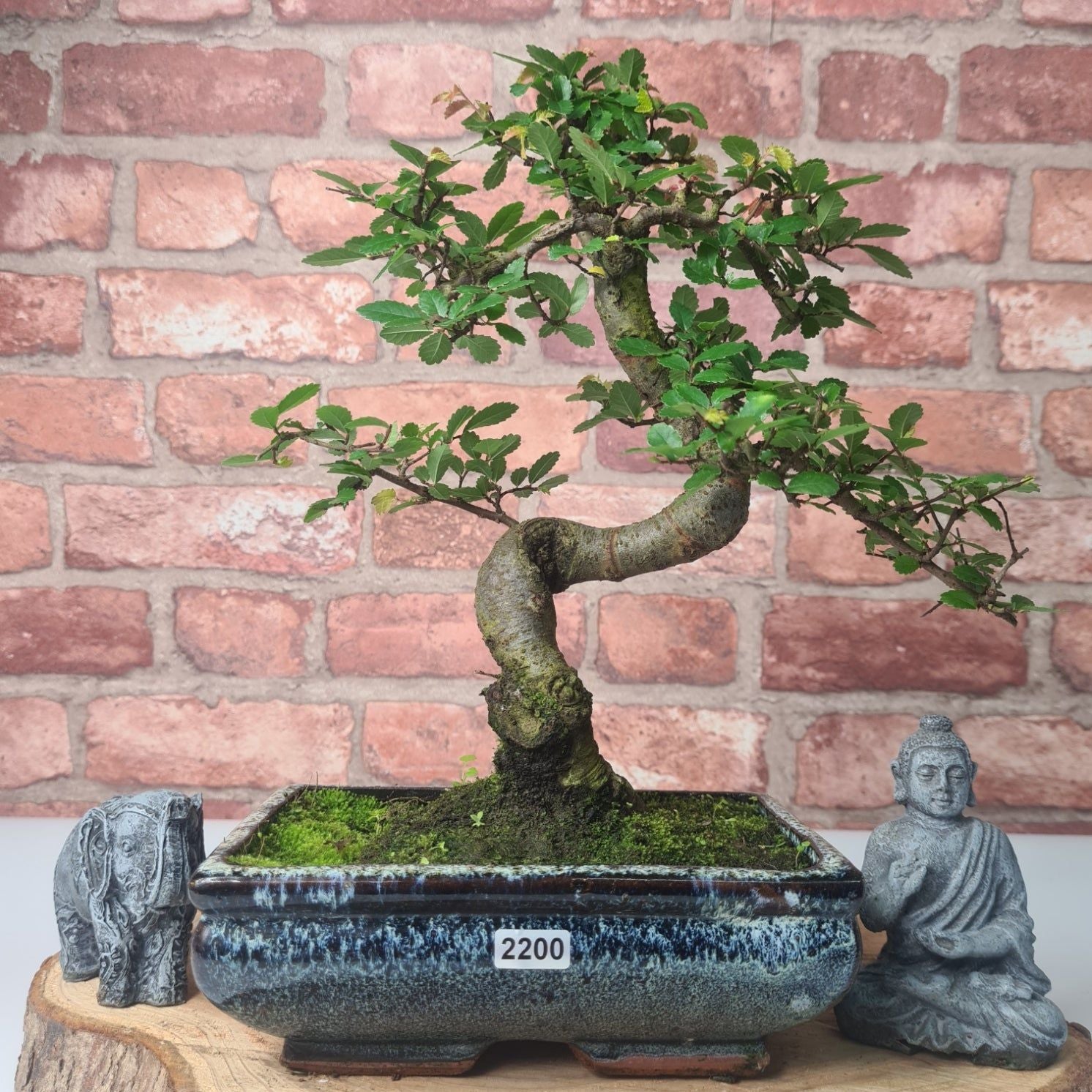 Chinese Elm (Ulmus Parvifolia) Bonsai Tree | Shaped | In 20cm Pot S25882