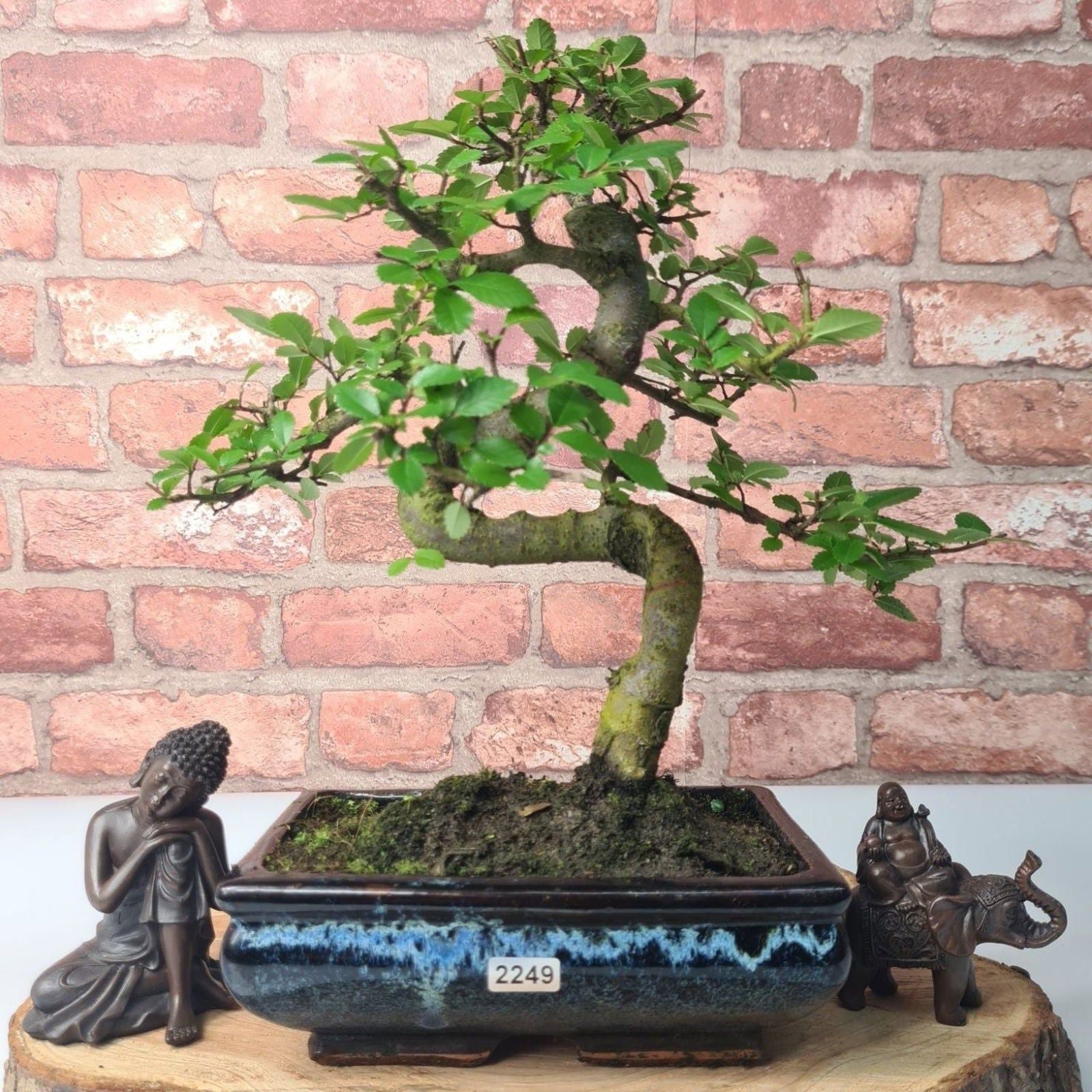 Chinese Elm (Ulmus Parvifolia) Bonsai Tree | Shaped | In 20cm Pot S25882