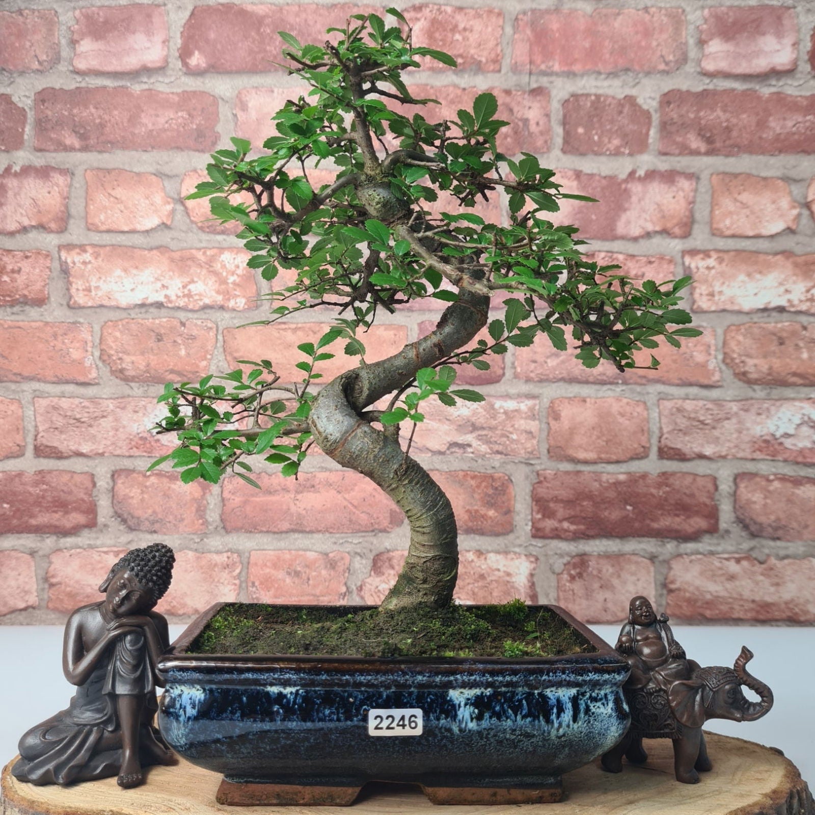 Chinese Elm (Ulmus Parvifolia) Bonsai Tree | Shaped | In 20cm Pot S25882