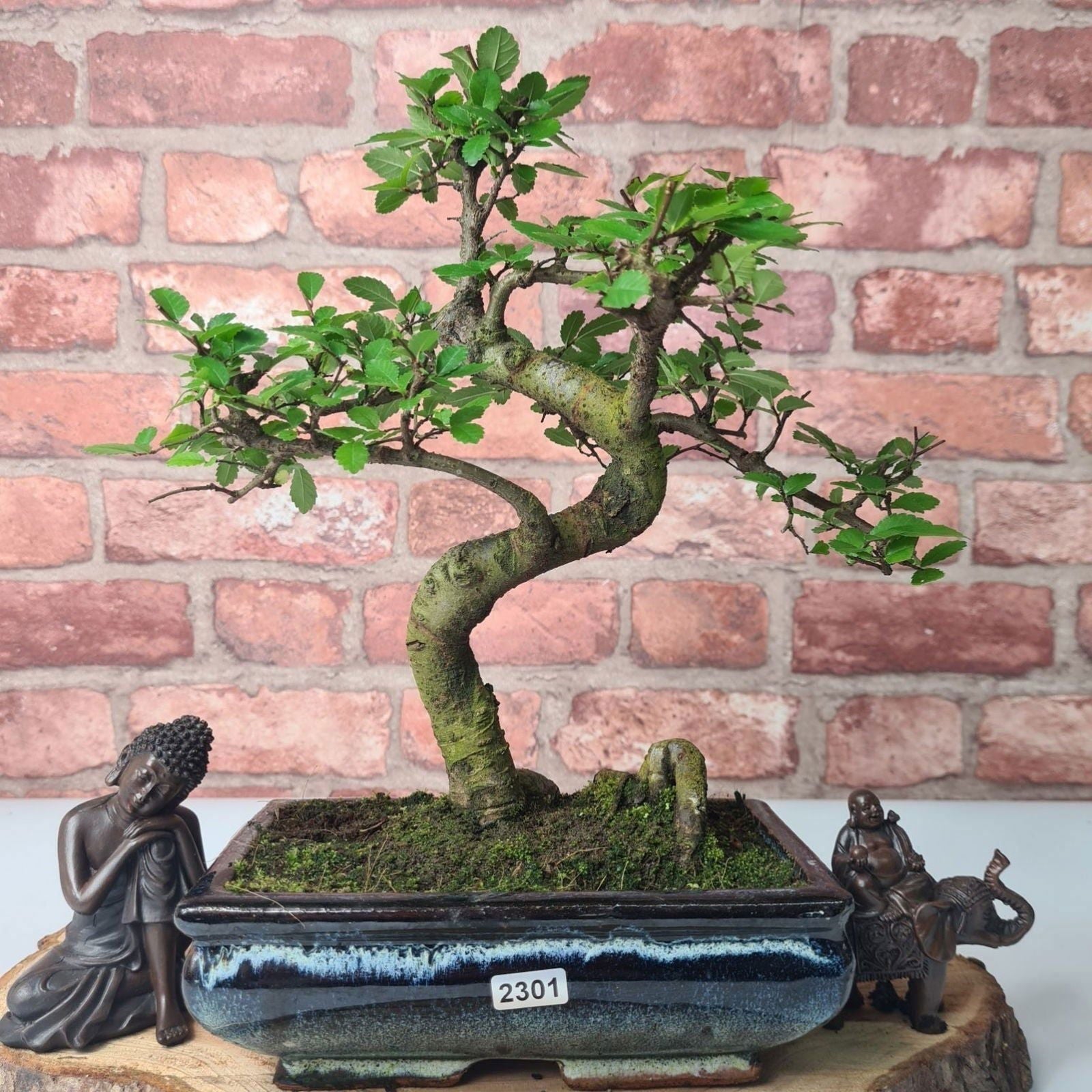 Chinese Elm (Ulmus Parvifolia) Bonsai Tree | Shaped | In 20cm Pot S25882