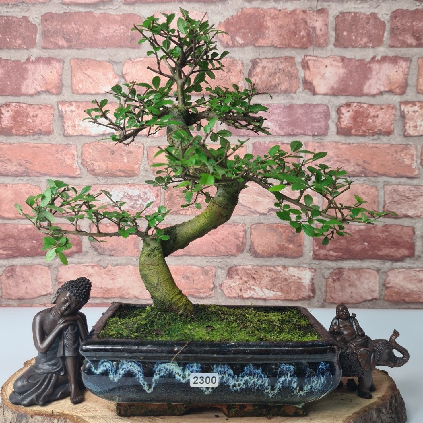 Chinese Elm (Ulmus Parvifolia) Bonsai Tree | Shaped | In 20cm Pot S25882