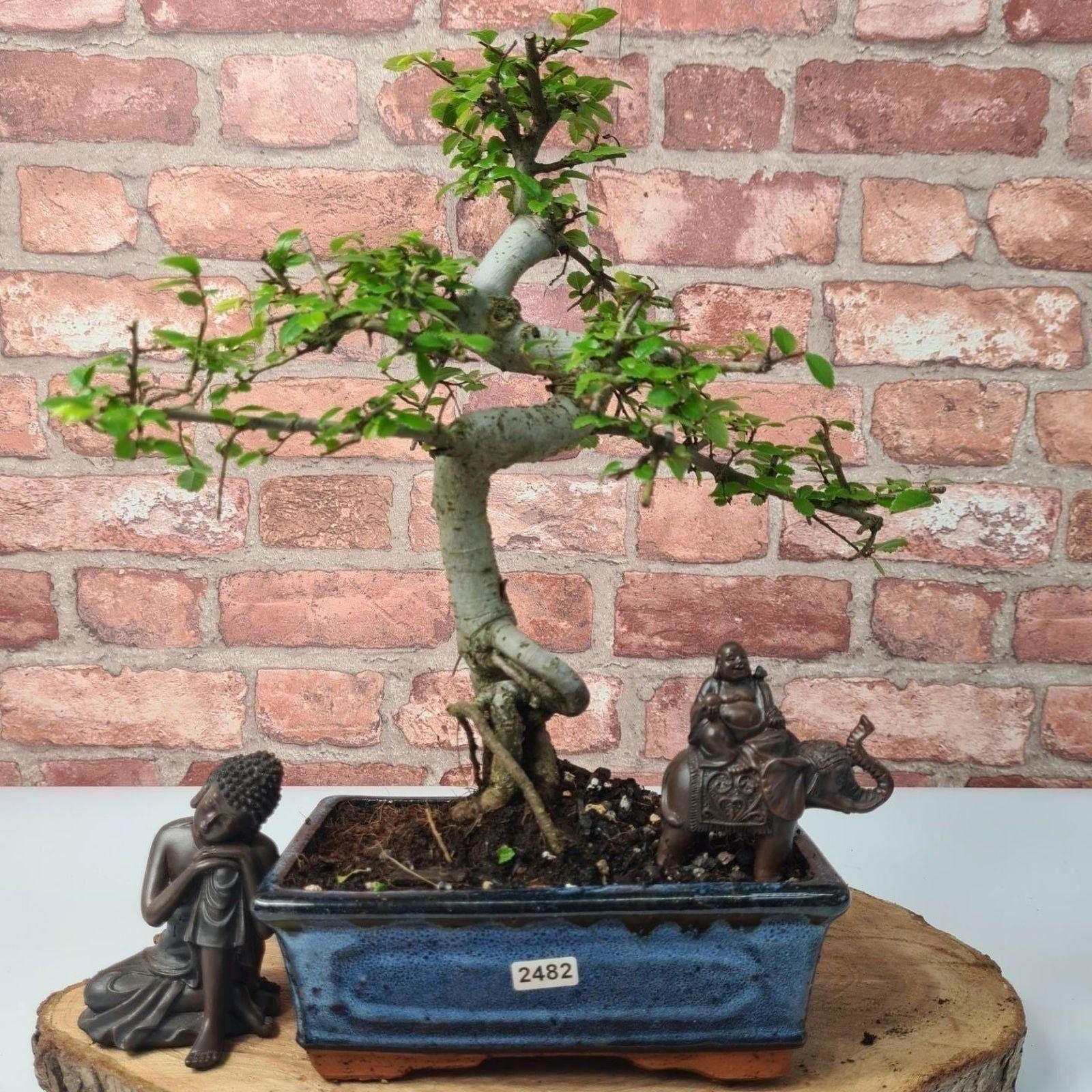 Chinese Elm (Ulmus Parvifolia) Bonsai Tree | Shaped | In 20cm Pot S25882