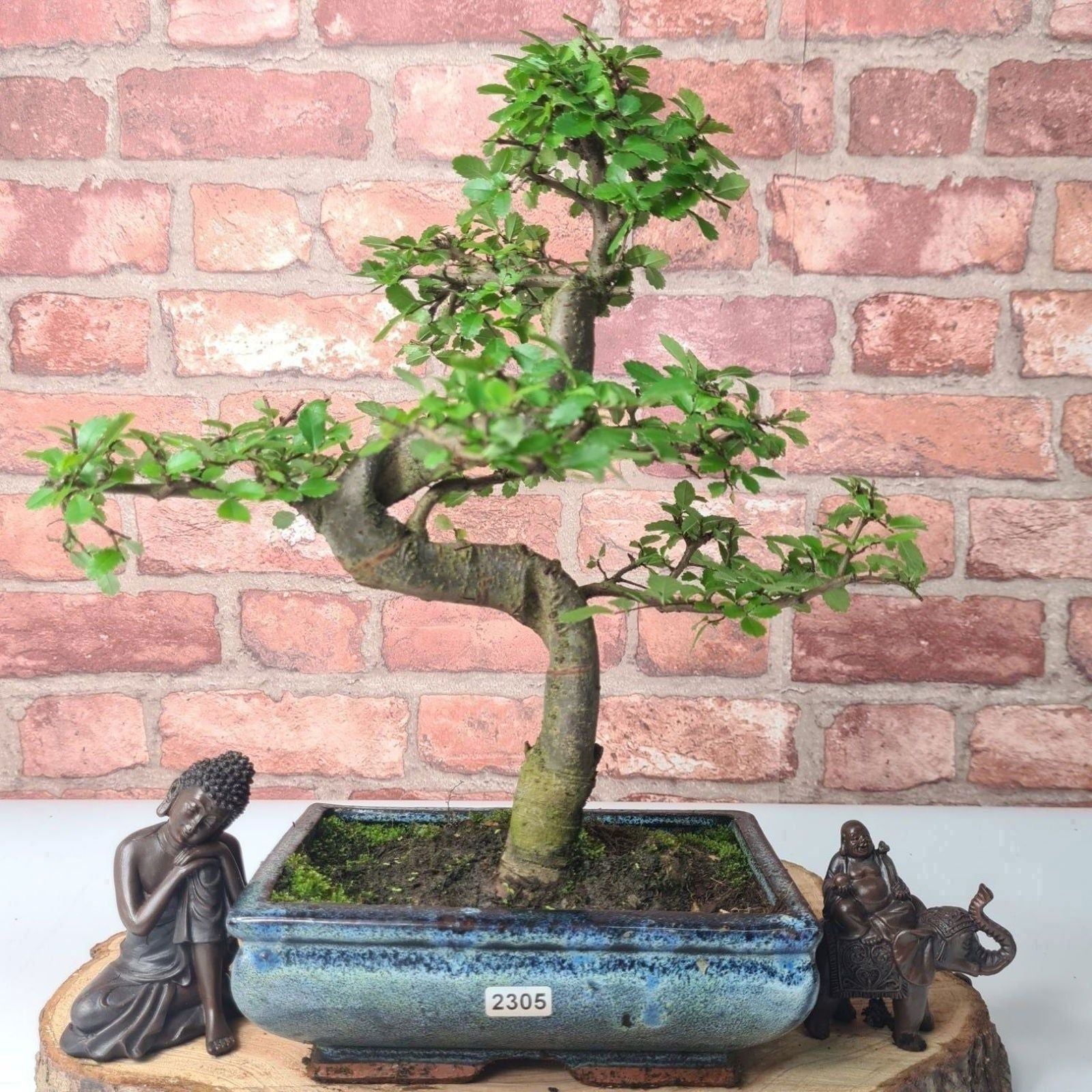 Chinese Elm (Ulmus Parvifolia) Bonsai Tree | Shaped | In 20cm Pot S25882