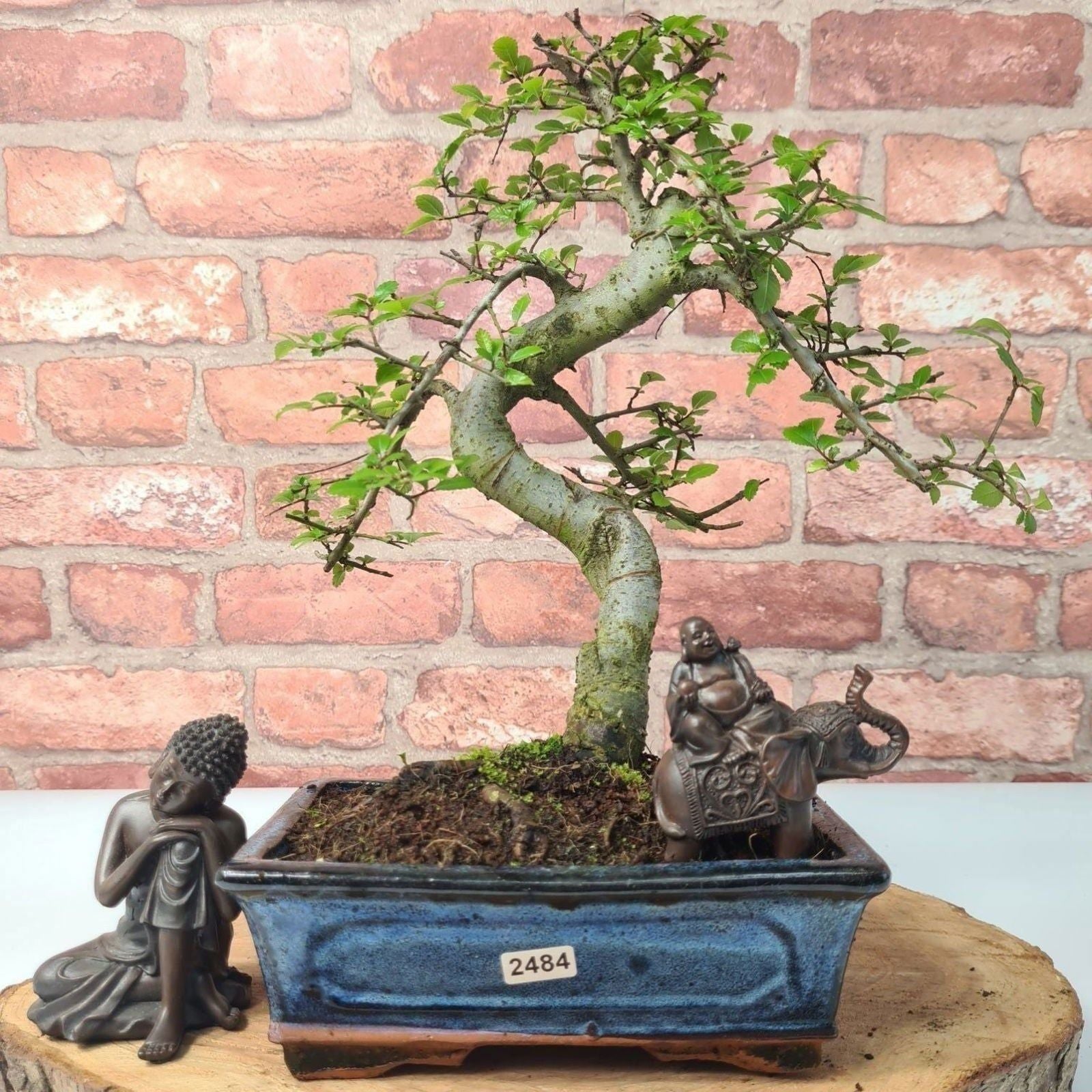 Chinese Elm (Ulmus Parvifolia) Bonsai Tree | Shaped | In 20cm Pot S25882