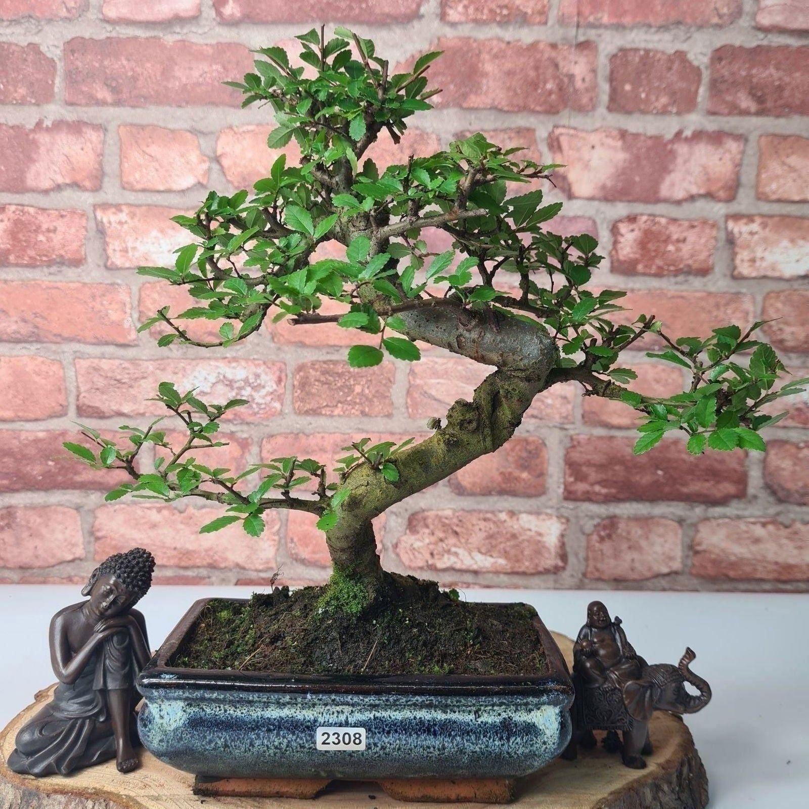 Chinese Elm (Ulmus Parvifolia) Bonsai Tree | Shaped | In 20cm Pot S25882