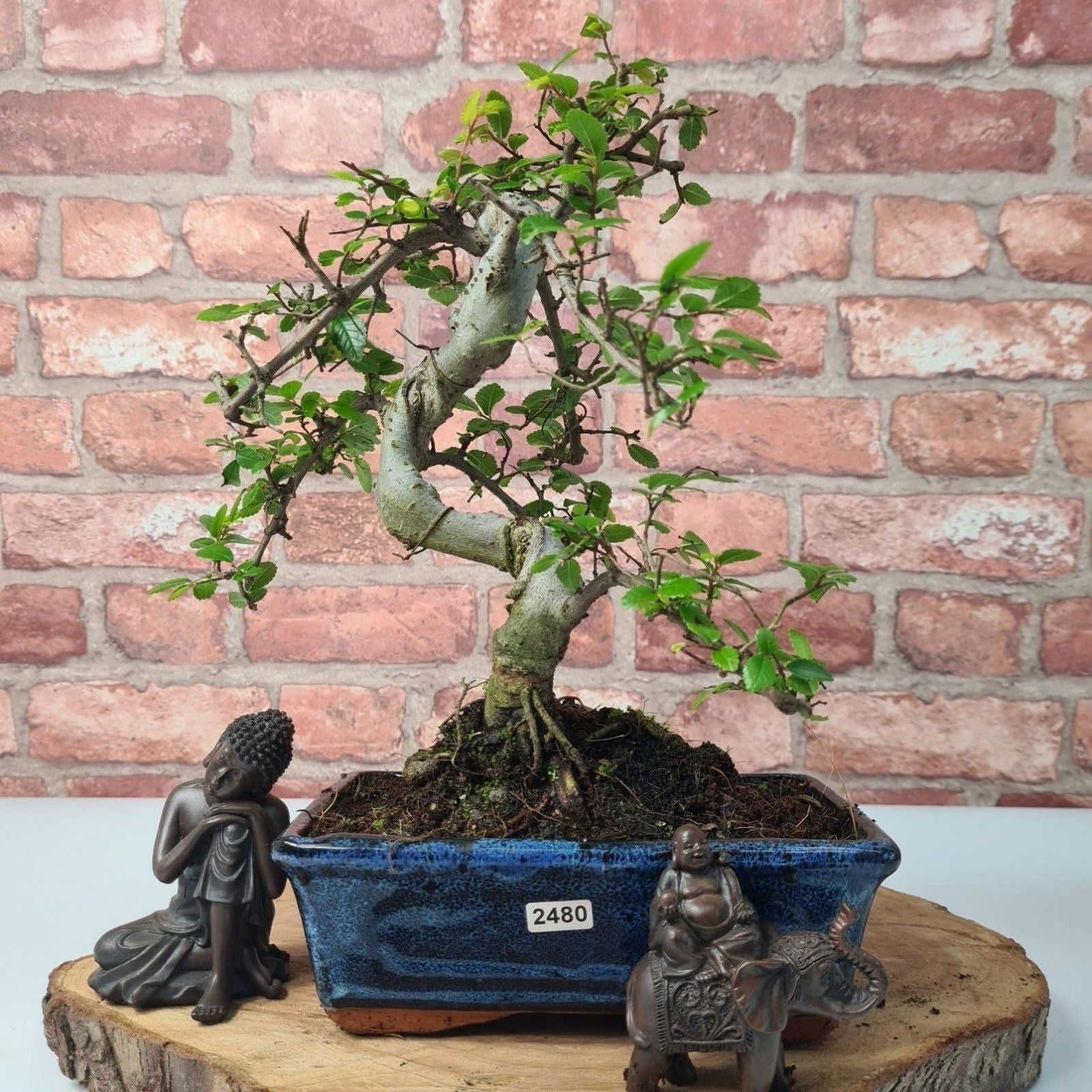 Chinese Elm (Ulmus Parvifolia) Bonsai Tree | Shaped | In 20cm Pot S25882