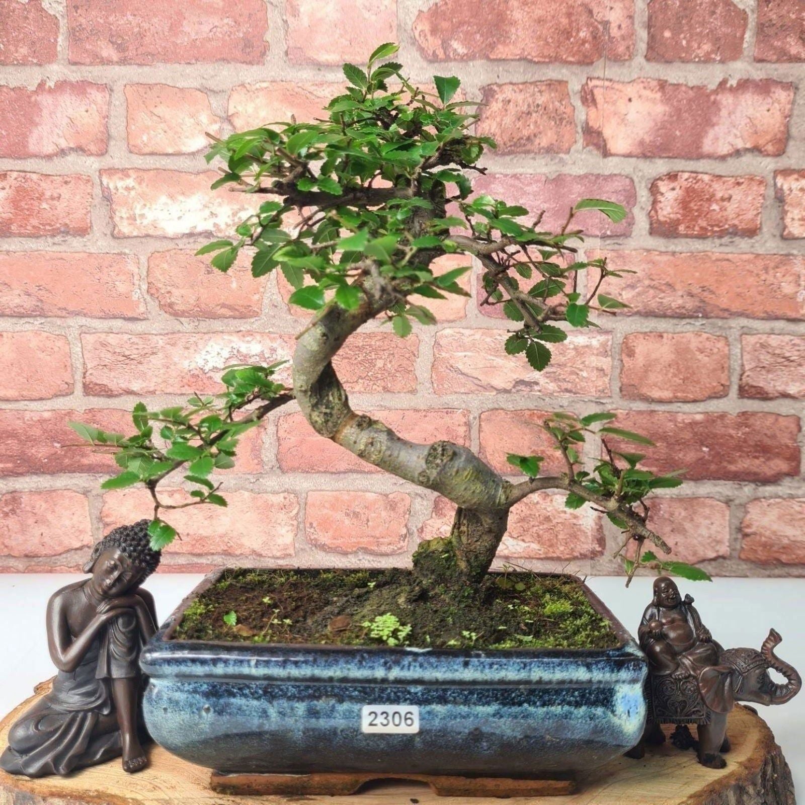 Chinese Elm (Ulmus Parvifolia) Bonsai Tree | Shaped | In 20cm Pot S25882
