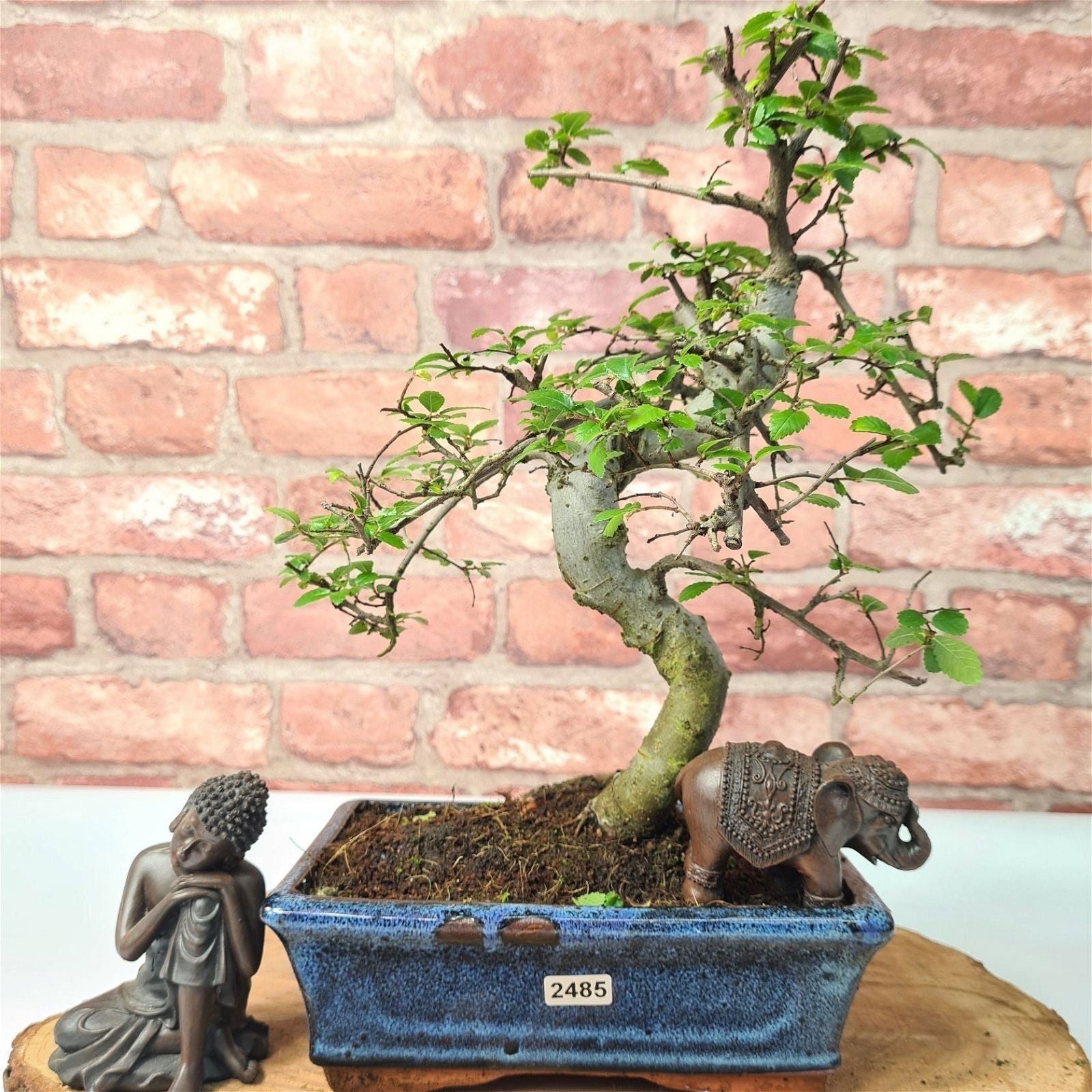 Chinese Elm (Ulmus Parvifolia) Bonsai Tree | Shaped | In 20cm Pot S25882