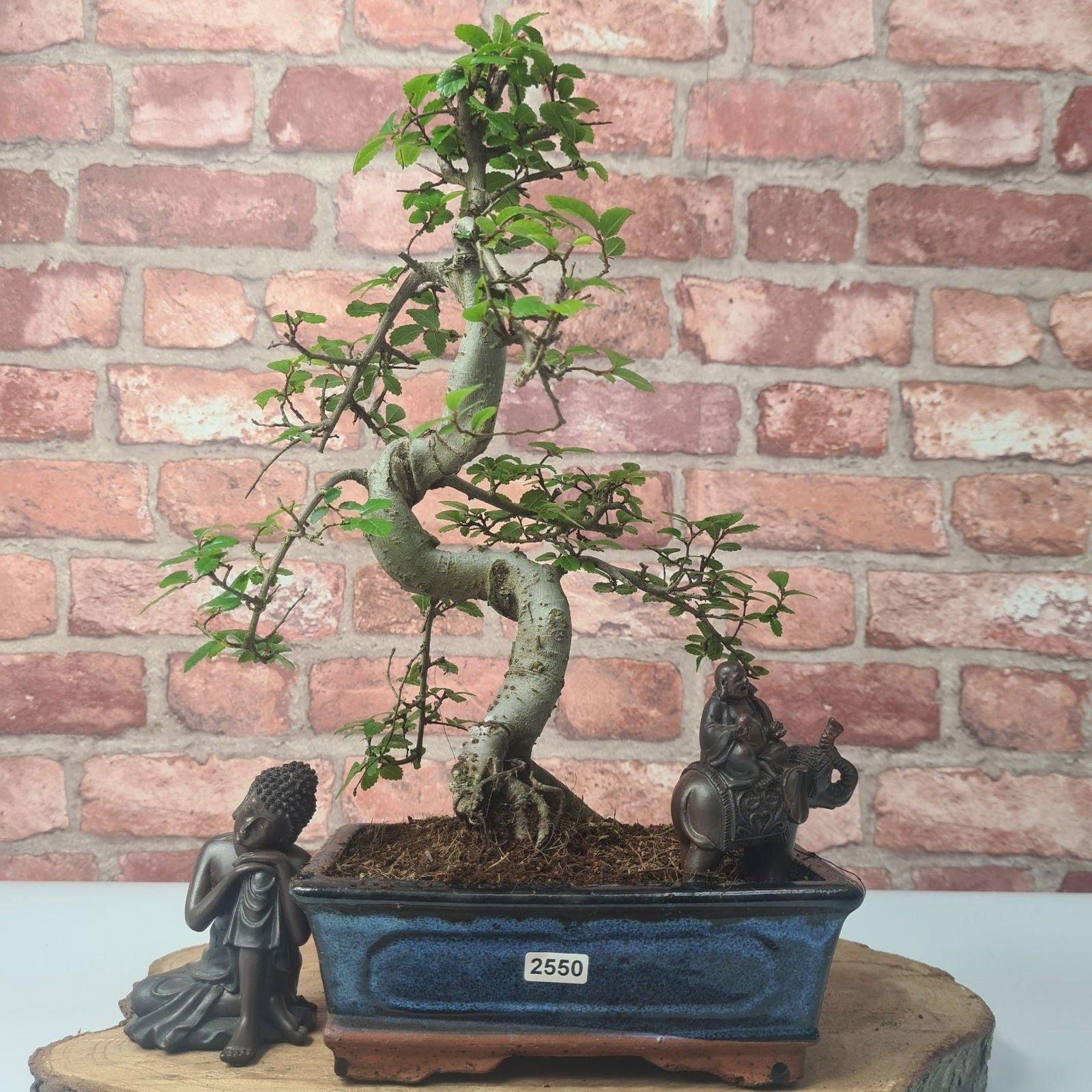 Chinese Elm (Ulmus Parvifolia) Bonsai Tree | Shaped | In 20cm Pot S25882