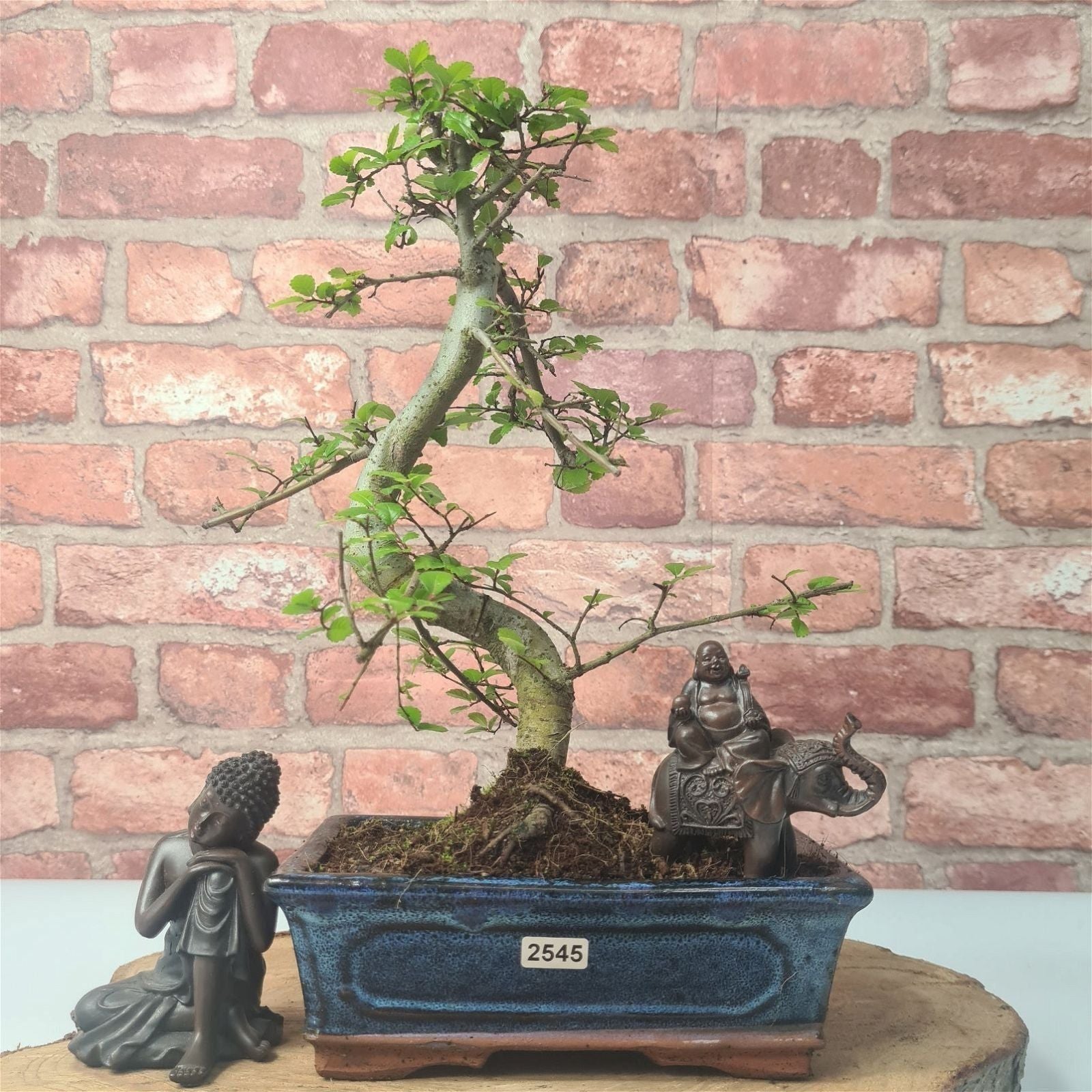 Chinese Elm (Ulmus Parvifolia) Bonsai Tree | Shaped | In 20cm Pot S25882