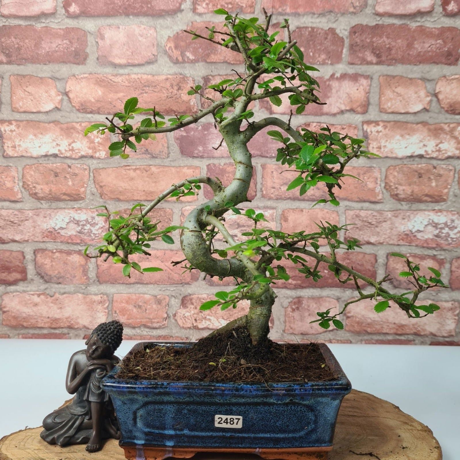 Chinese Elm (Ulmus Parvifolia) Bonsai Tree | Shaped | In 20cm Pot S25882