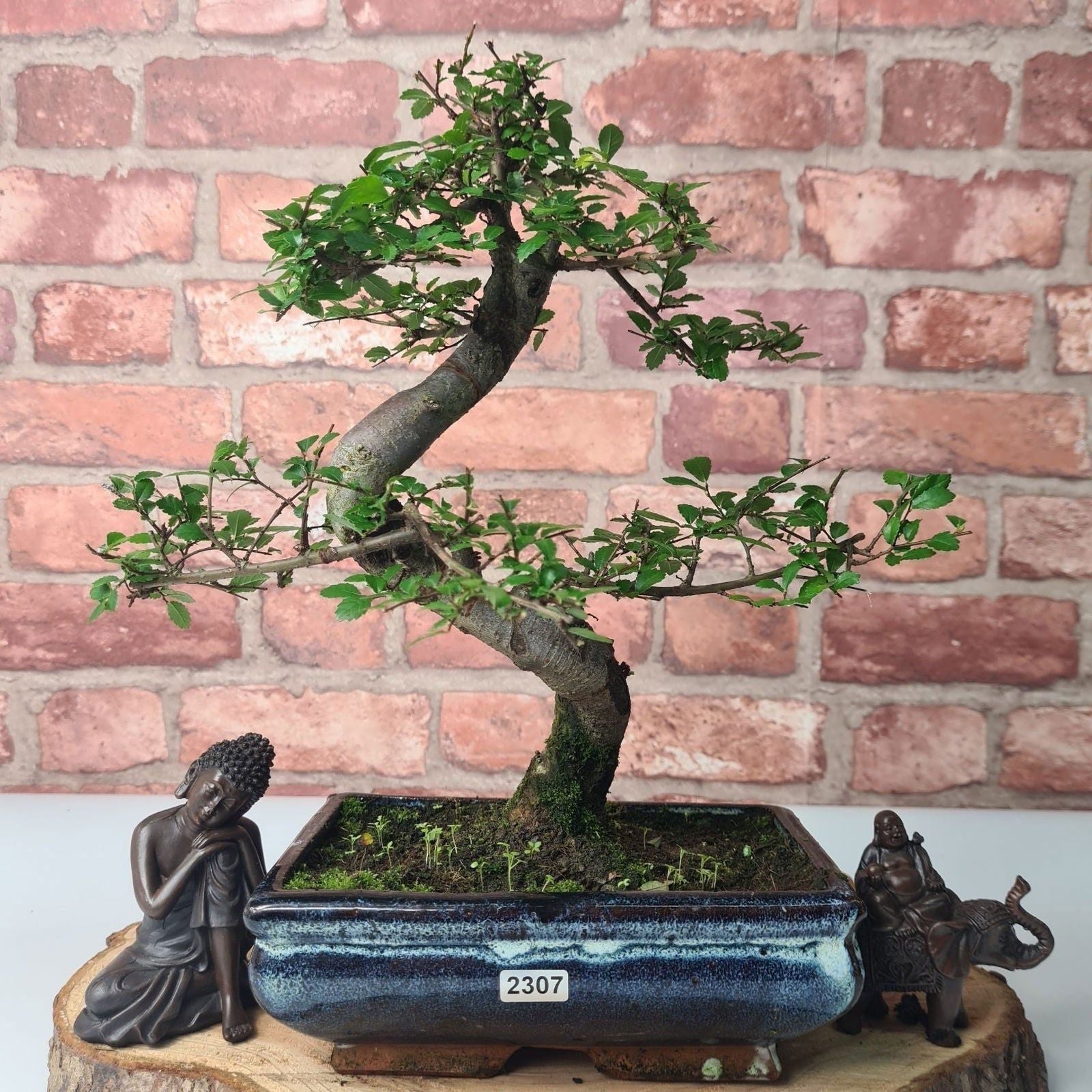 Chinese Elm (Ulmus Parvifolia) Bonsai Tree | Shaped | In 20cm Pot S25882