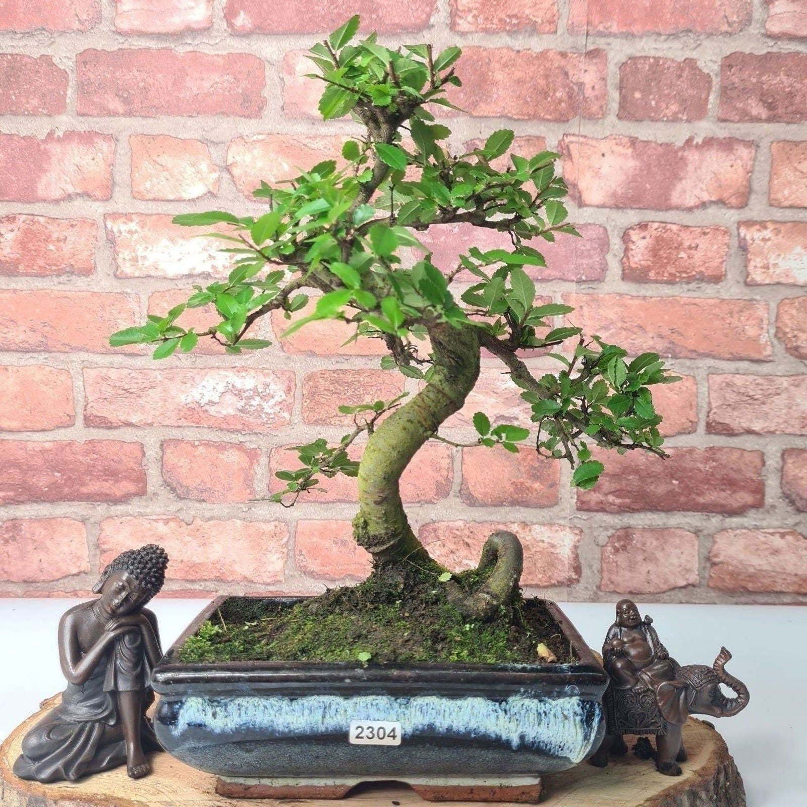 Chinese Elm (Ulmus Parvifolia) Bonsai Tree | Shaped | In 20cm Pot S25882