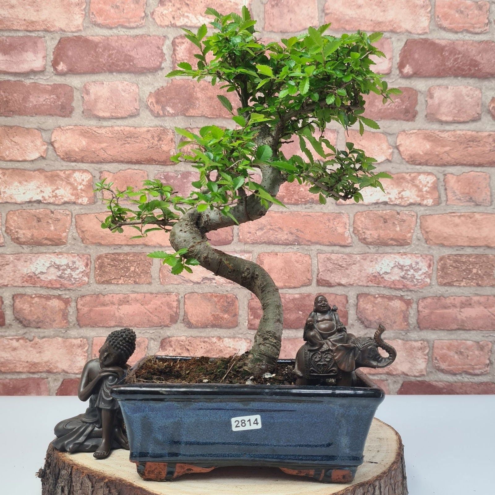 Chinese Elm (Ulmus Parvifolia) Bonsai Tree | Shaped | In 20cm Pot S25882