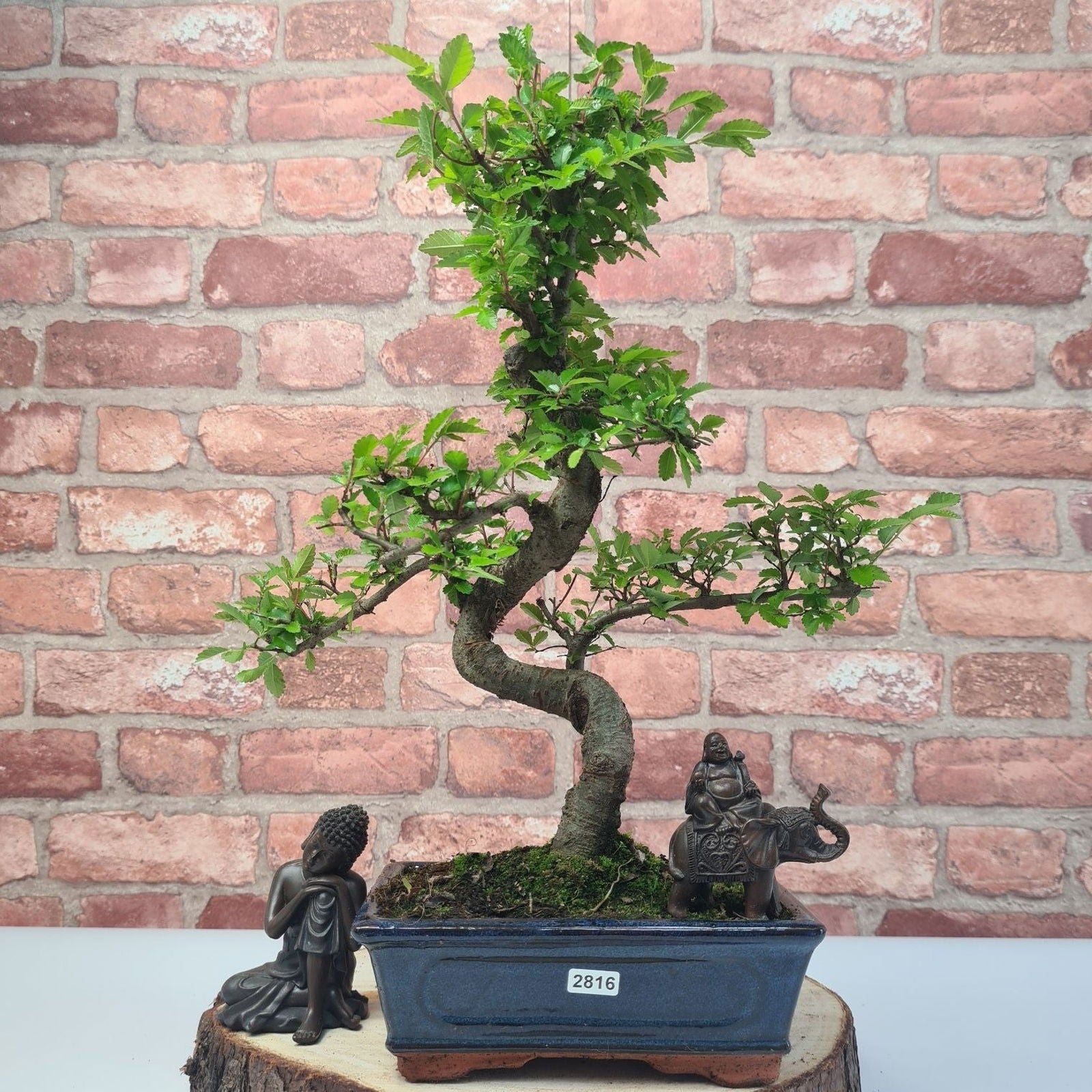 Chinese Elm (Ulmus Parvifolia) Bonsai Tree | Shaped | In 20cm Pot S25882
