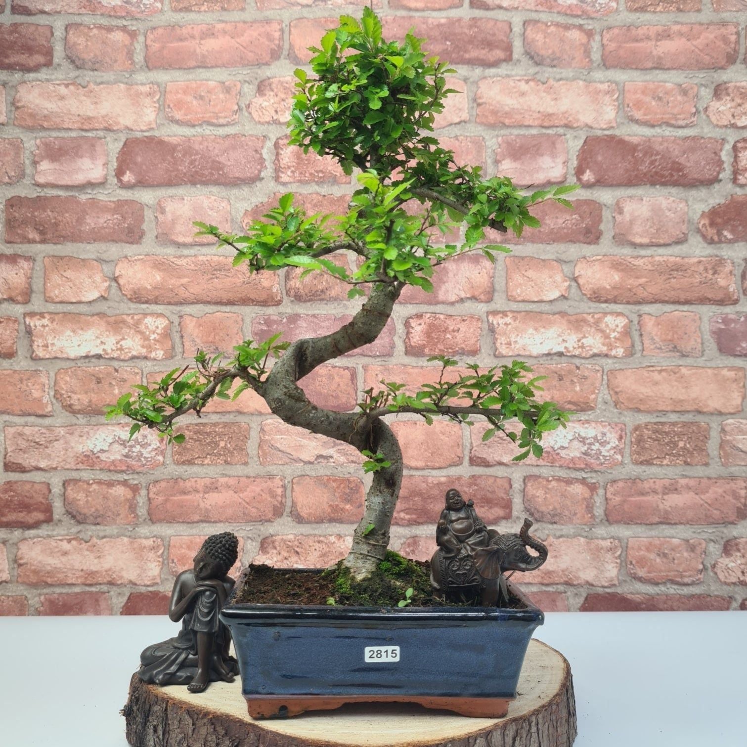 Chinese Elm (Ulmus Parvifolia) Bonsai Tree | Shaped | In 20cm Pot S25882