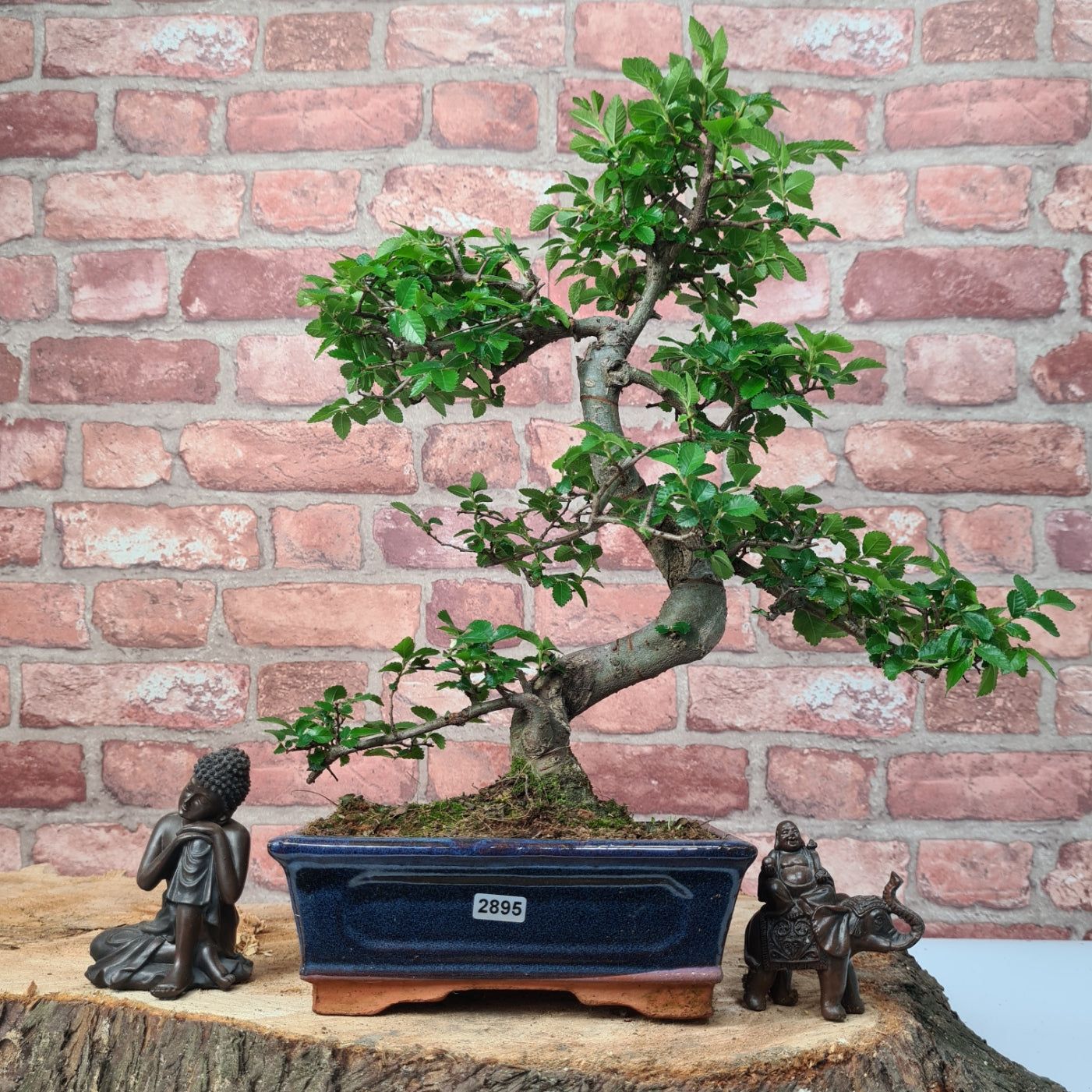 Chinese Elm (Ulmus Parvifolia) Bonsai Tree | Shaped | In 20cm Pot S25882