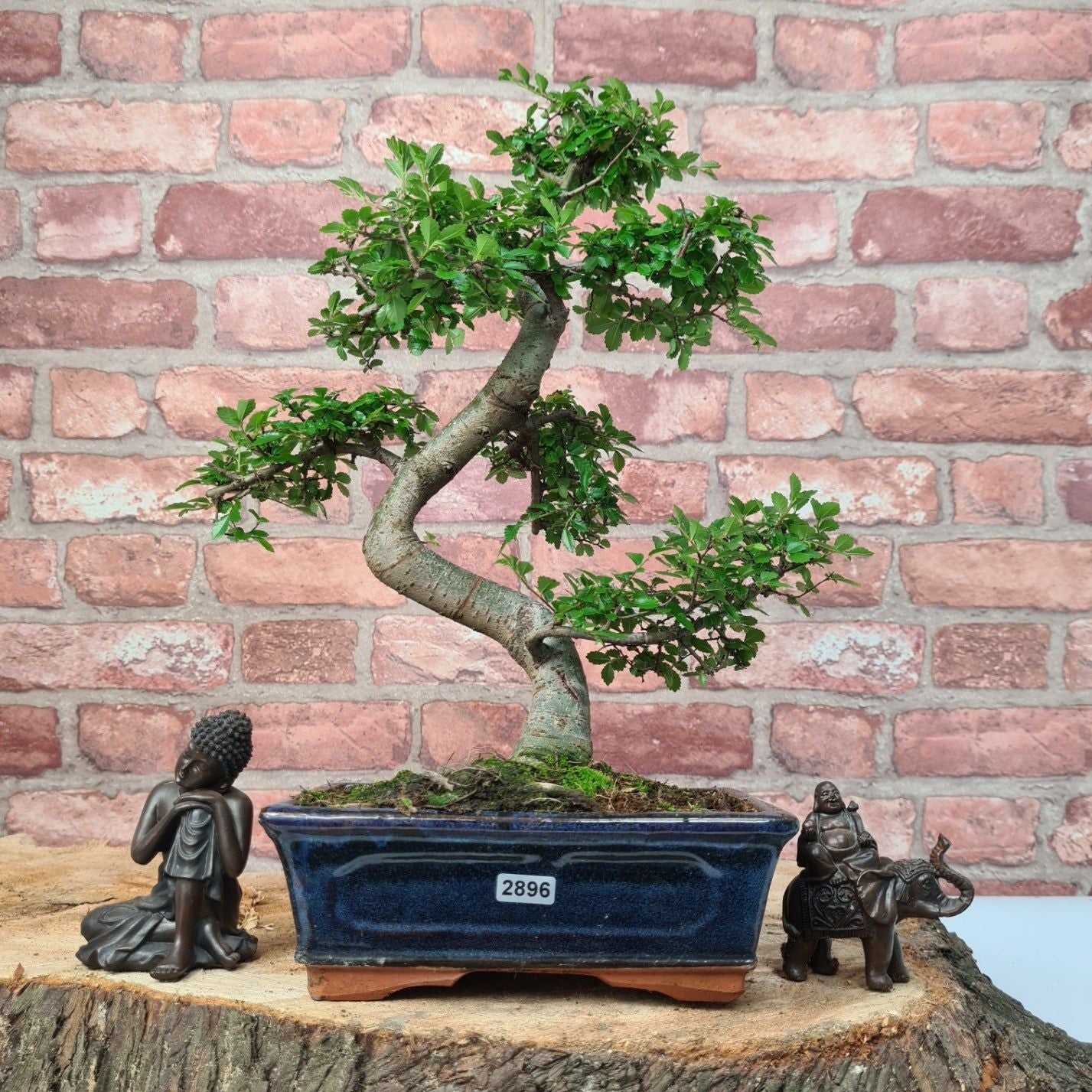 Chinese Elm (Ulmus Parvifolia) Bonsai Tree | Shaped | In 20cm Pot S25882