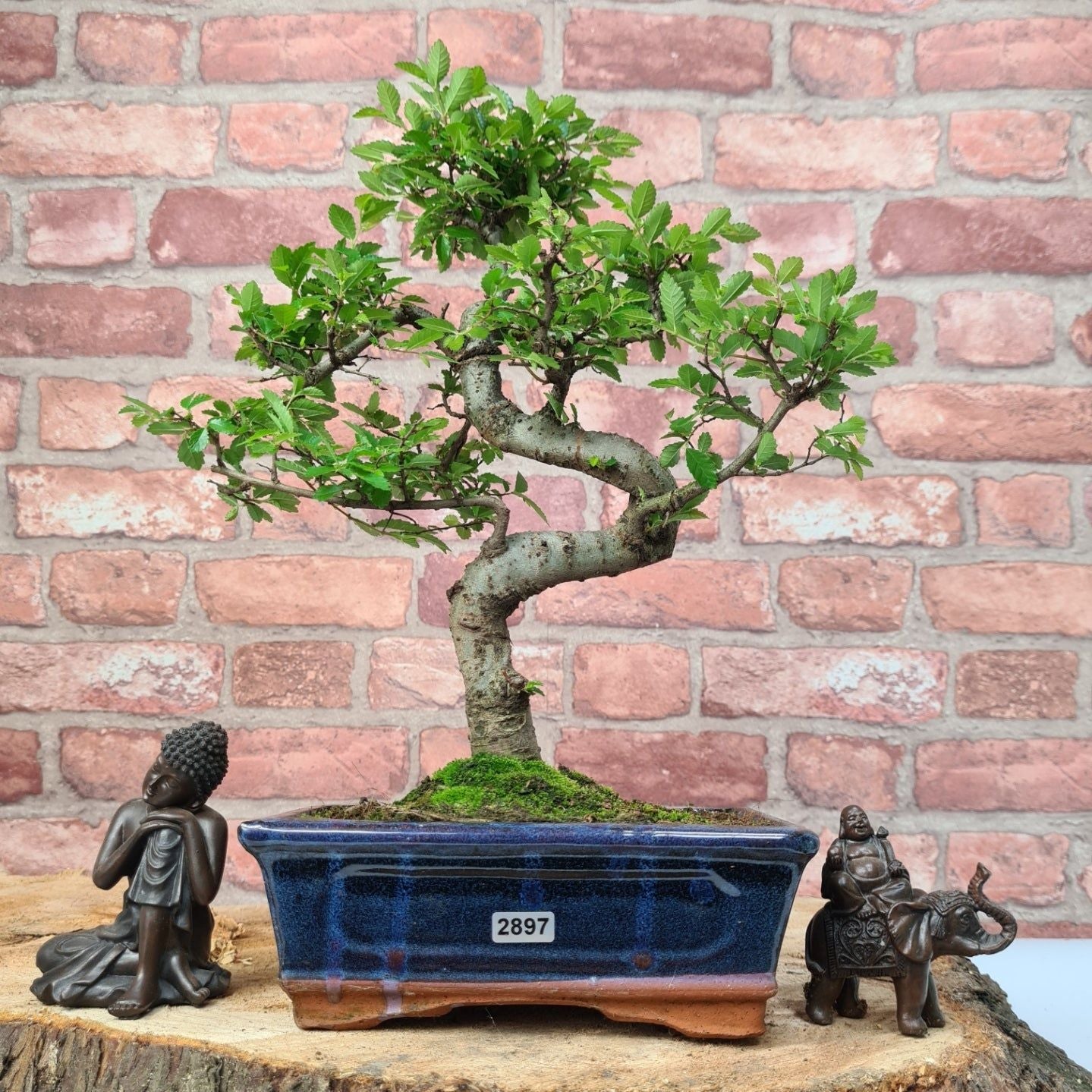 Chinese Elm (Ulmus Parvifolia) Bonsai Tree | Shaped | In 20cm Pot S25882