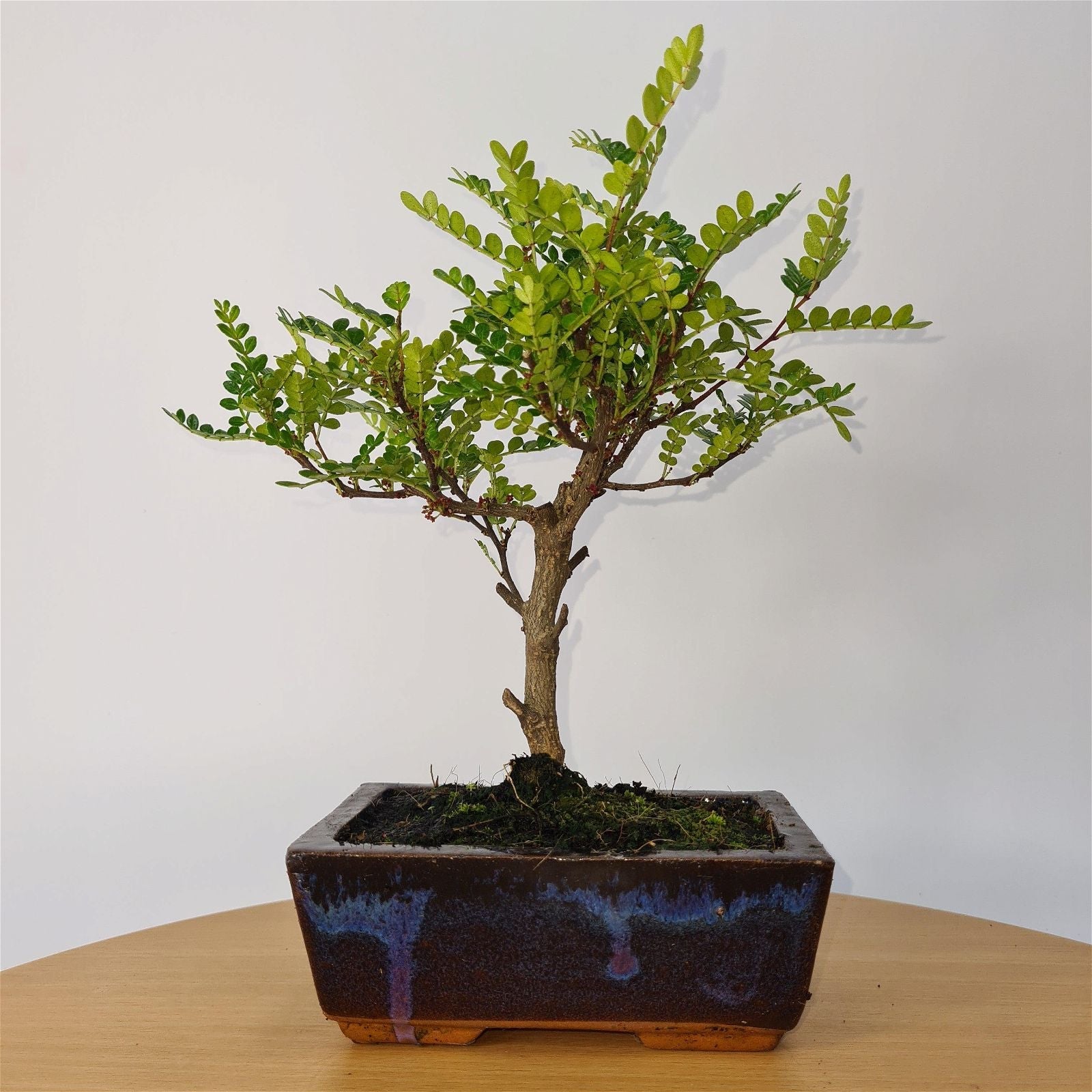 Chinese Pepper (Zanthoxylum Pipertum) Bonsai Tree | Broom | In 15cm Pot  | S251959