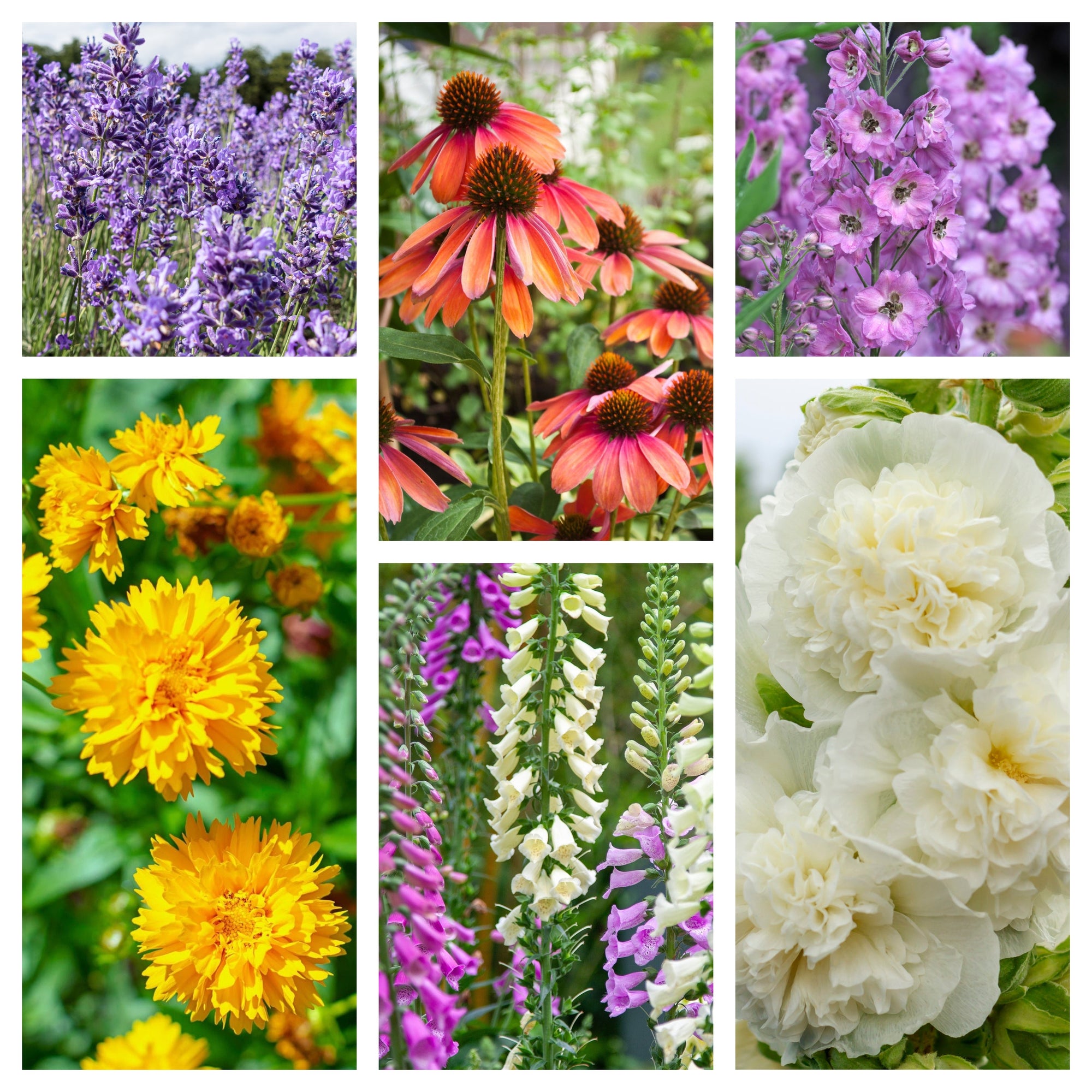 Cottage Garden Perennial Mix (3/6/10 Plants)  | S251752