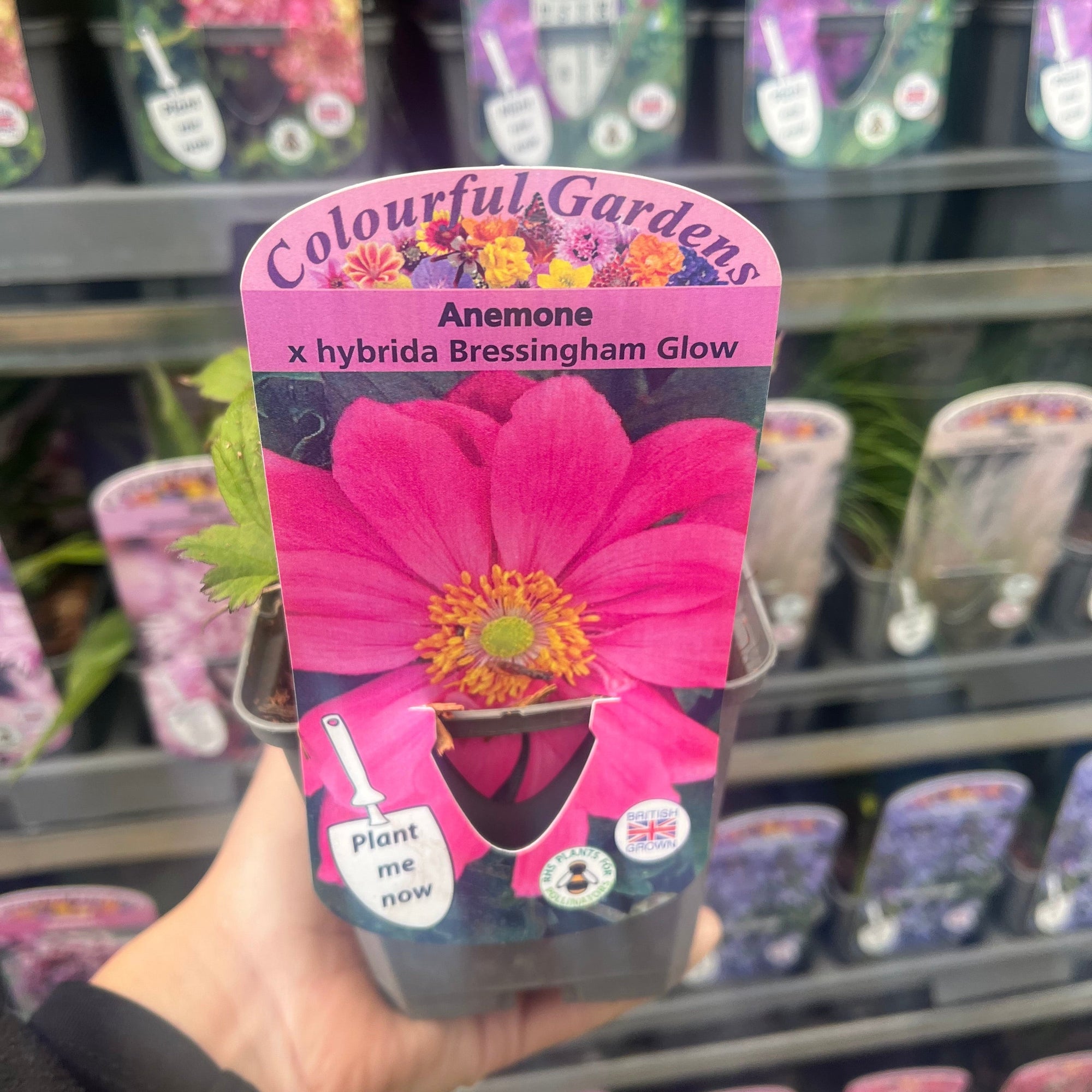 Anemone x hybrida Bressingham Glow 9cm Pot | S251792