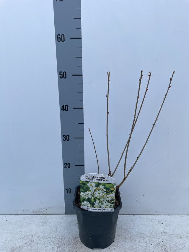 Exochorda racemosa 2L  | S251778