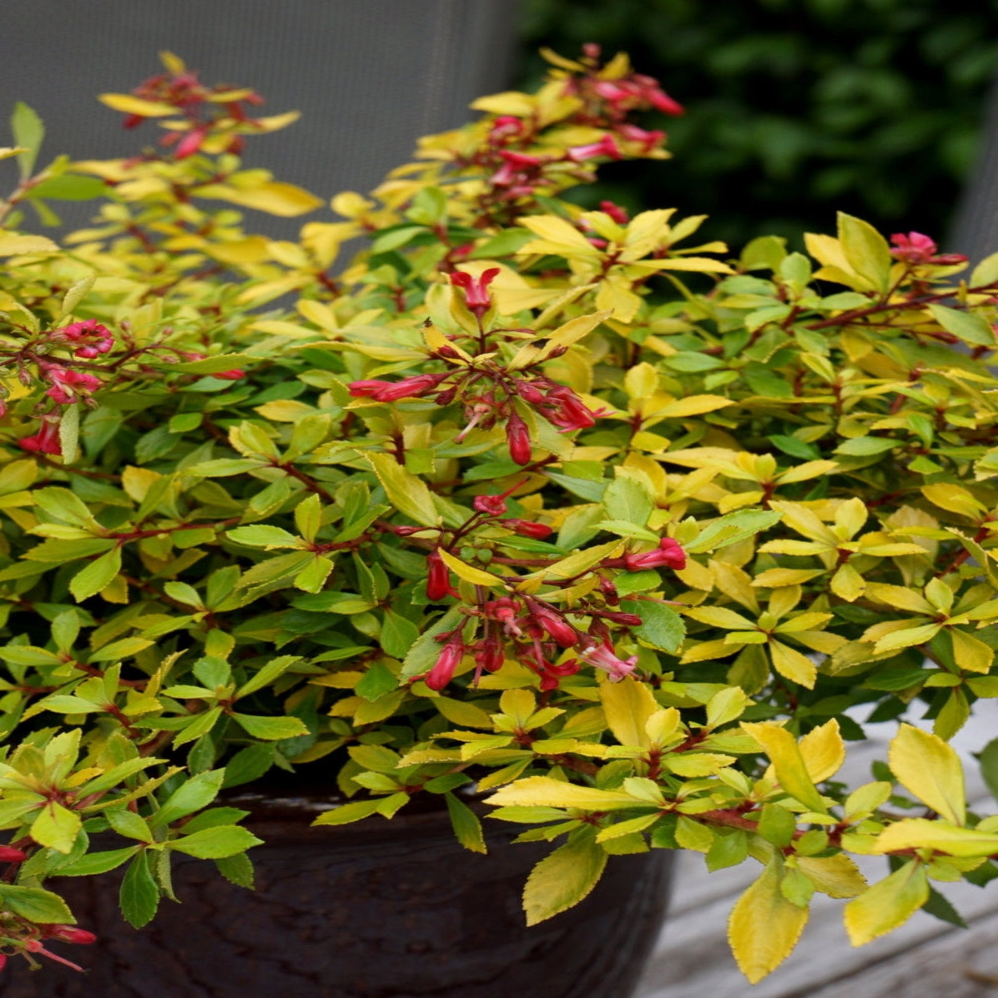 Escallonia 'Golden Carpet' 9cm  | S25353|