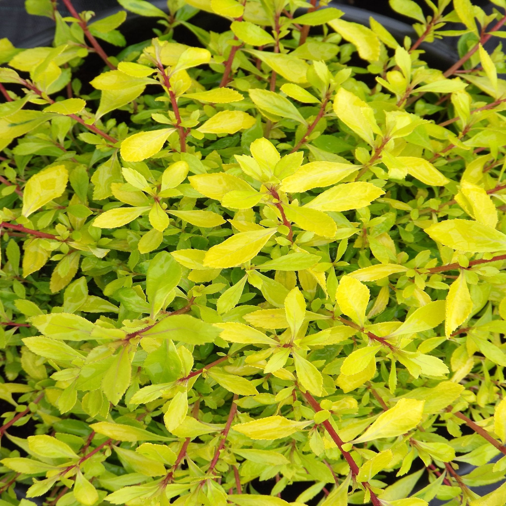 Escallonia 'Golden Carpet' 9cm  | S25353|