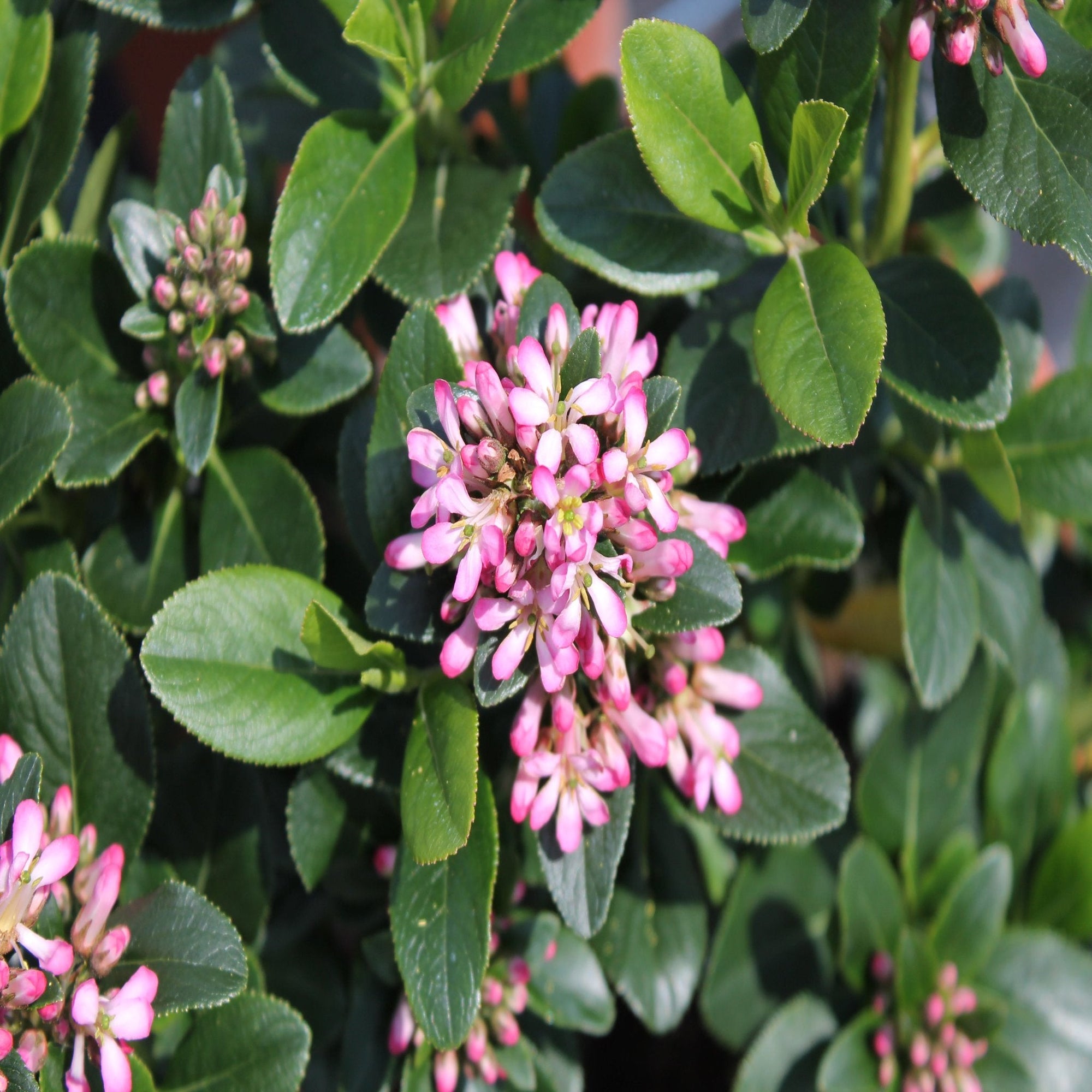 Escallonia 'Pink Elle' 9cm  | S25360 |