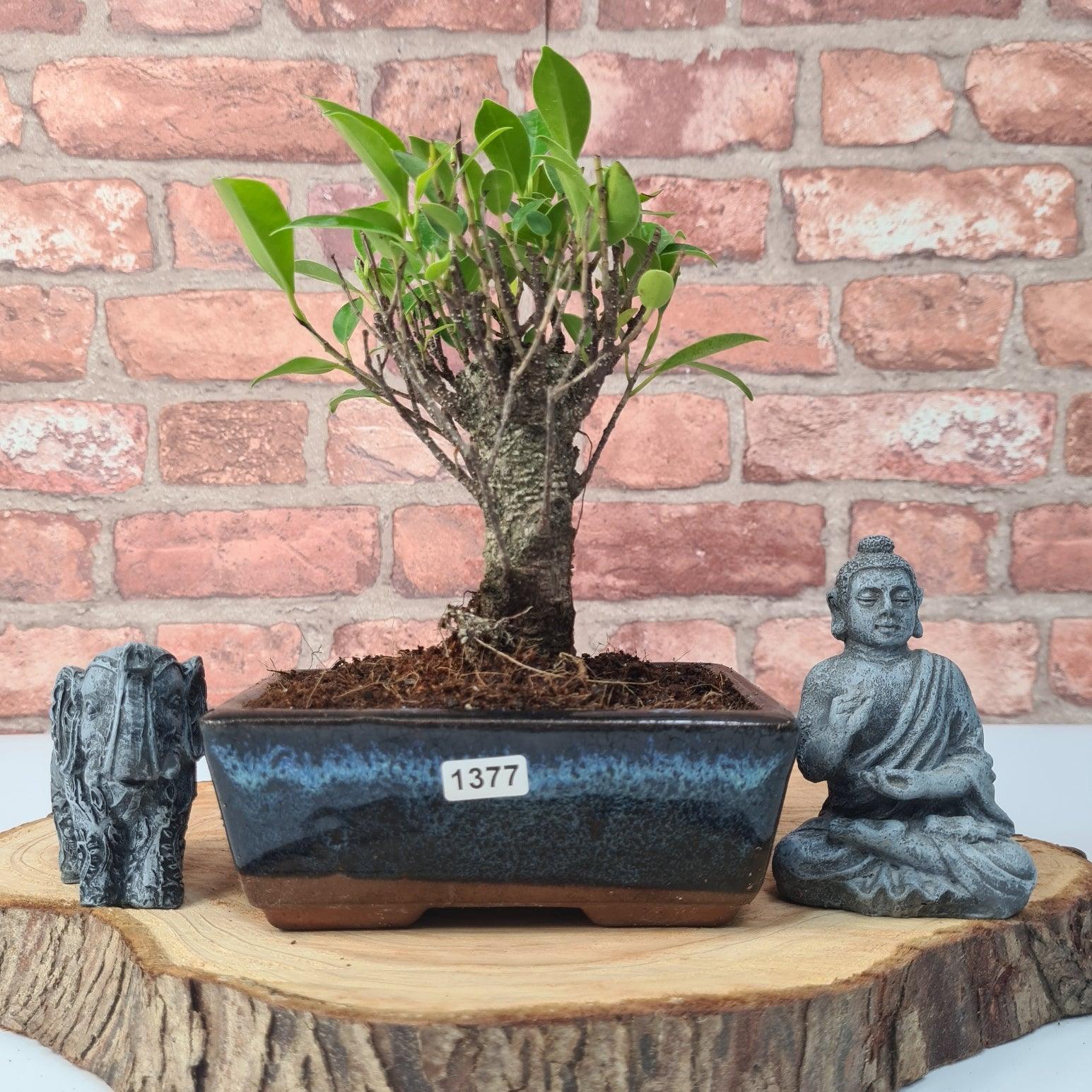 Ficus Microcarpa (Banyan Fig) Indoor Bonsai Tree | Broom | In 15cm Pot  | S251969