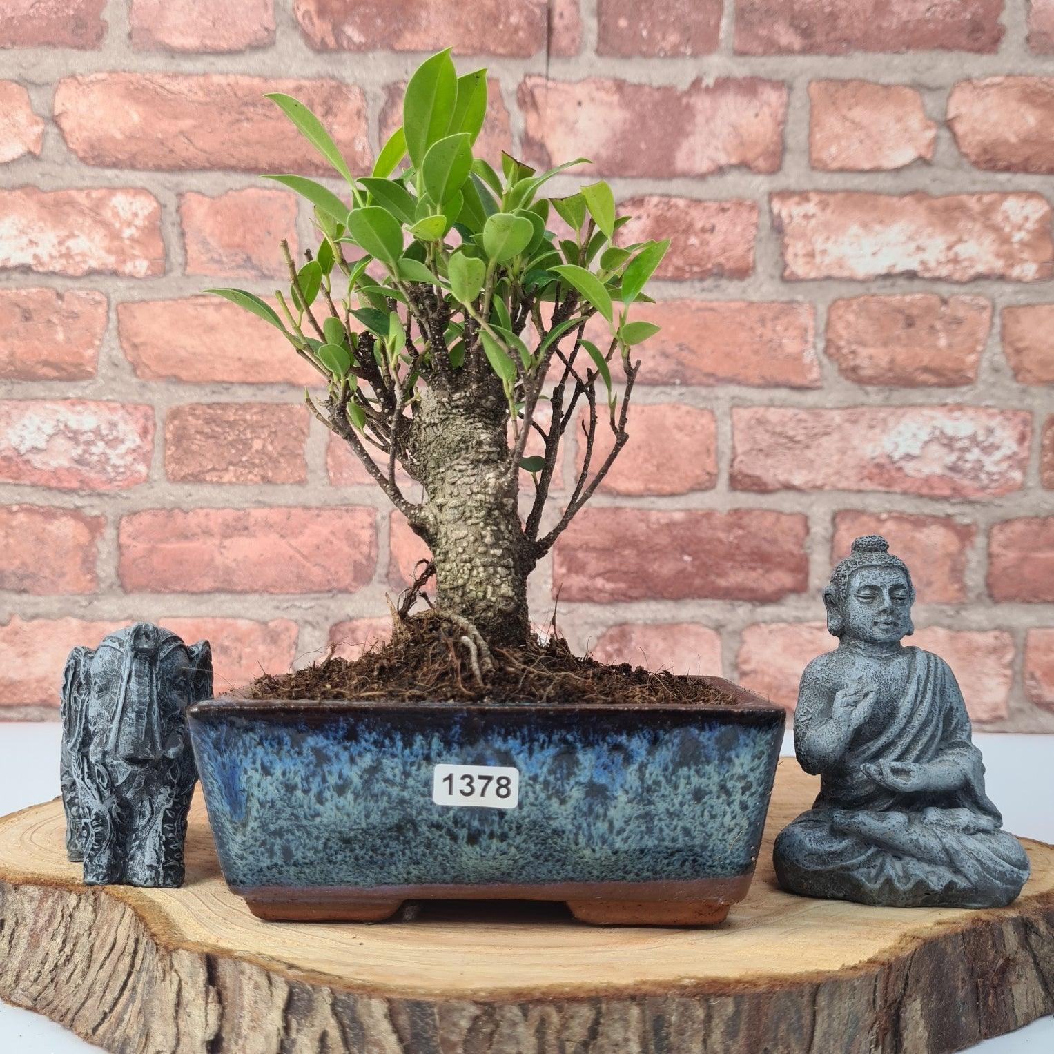 Ficus Microcarpa (Banyan Fig) Indoor Bonsai Tree | Broom | In 15cm Pot  | S251969