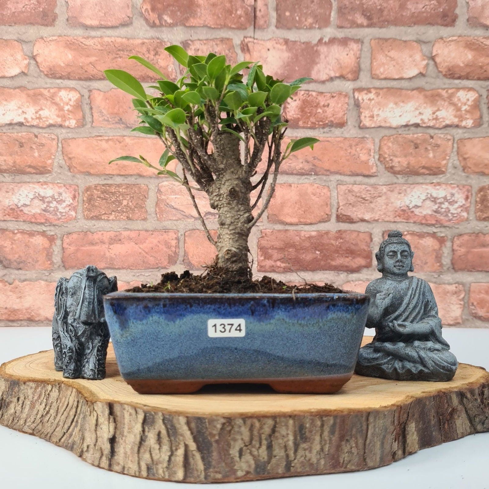 Ficus Microcarpa (Banyan Fig) Indoor Bonsai Tree | Broom | In 15cm Pot  | S251969